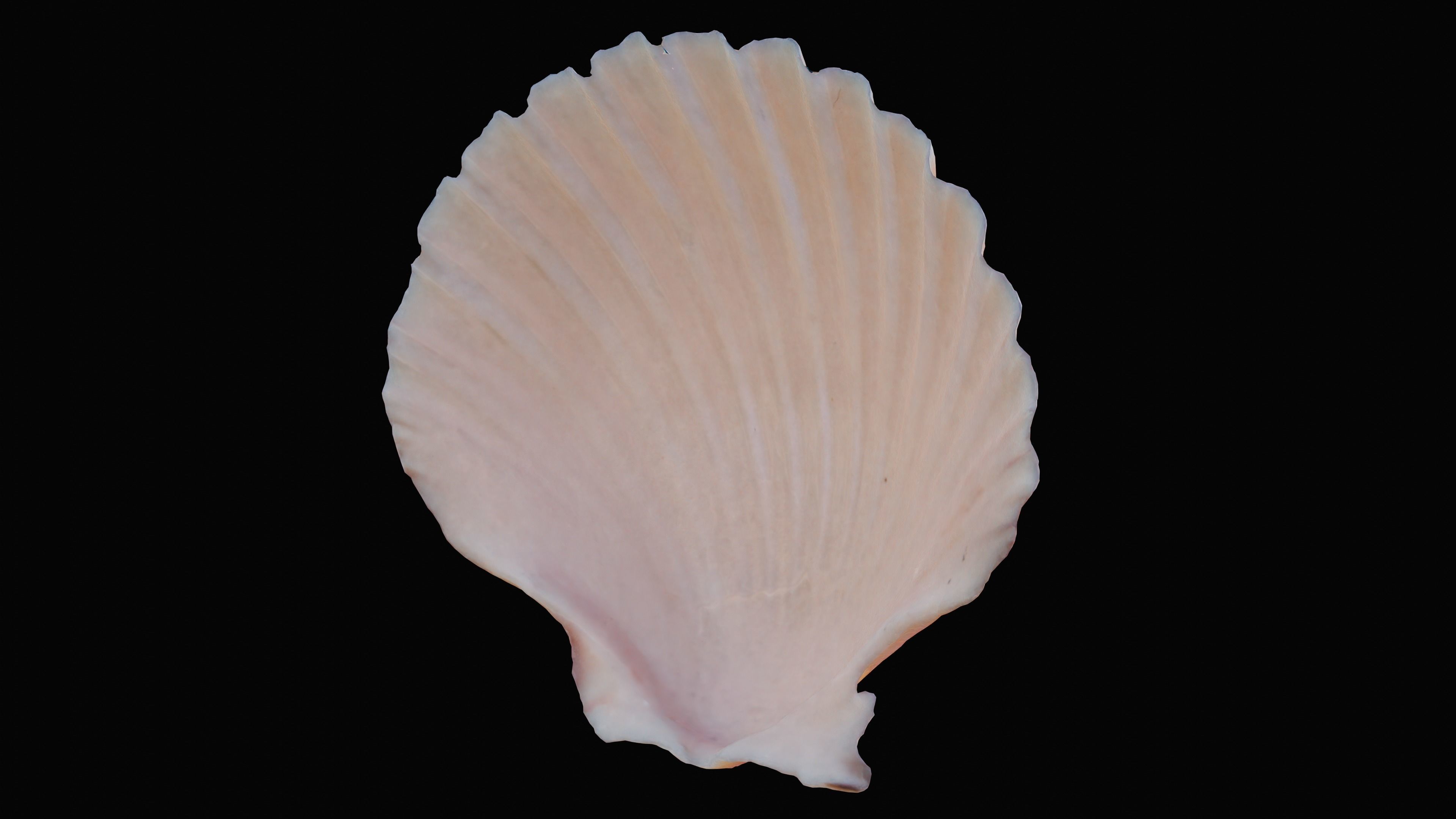 Scallop Sea Shell Low-poly 3D model_4