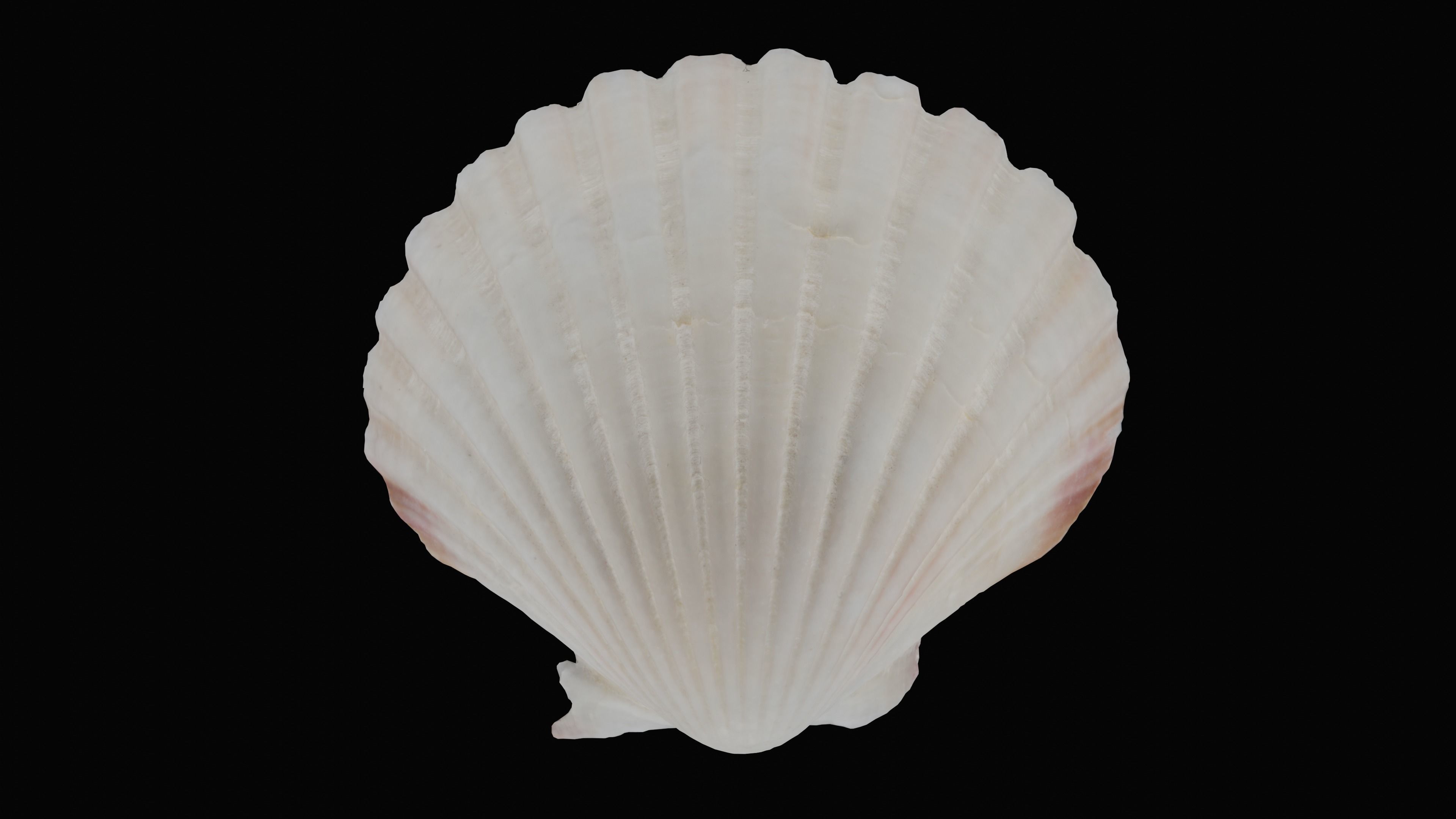 Scallop Sea Shell Low-poly 3D model_11