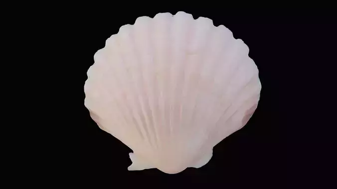 Scallop Sea Shell Low-poly 3D model