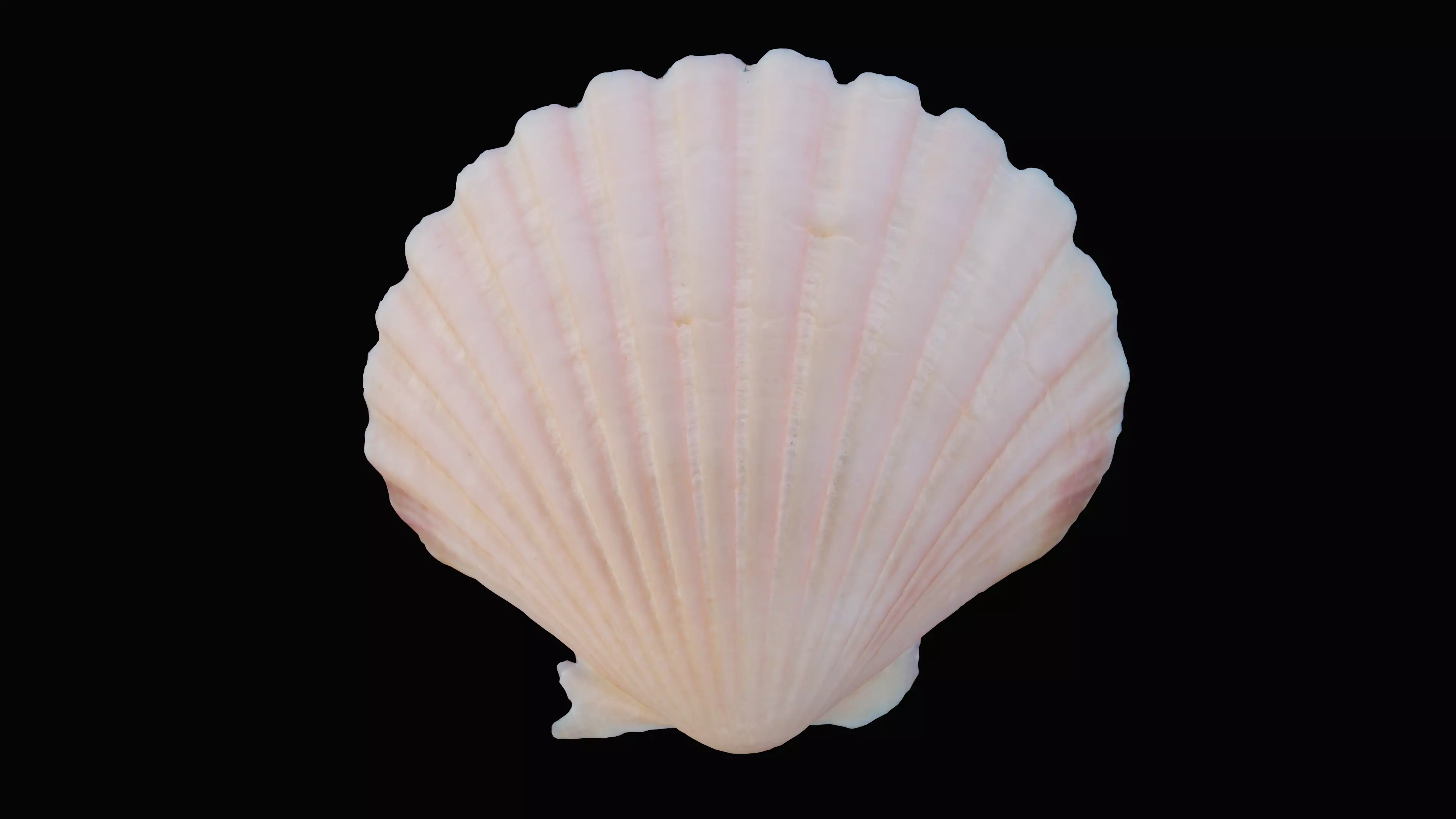 Scallop Sea Shell Low-poly 3D model_0