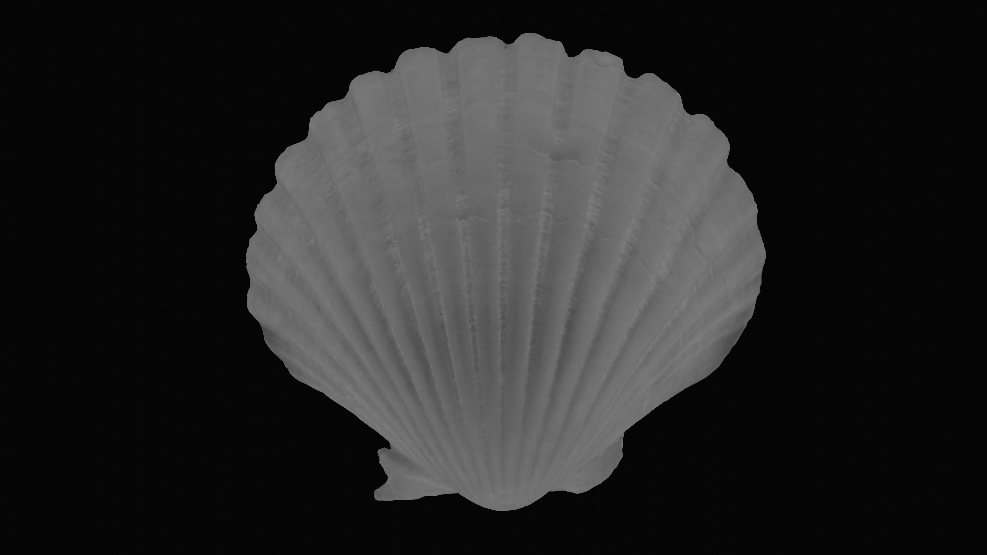 Scallop Sea Shell Low-poly 3D model_12