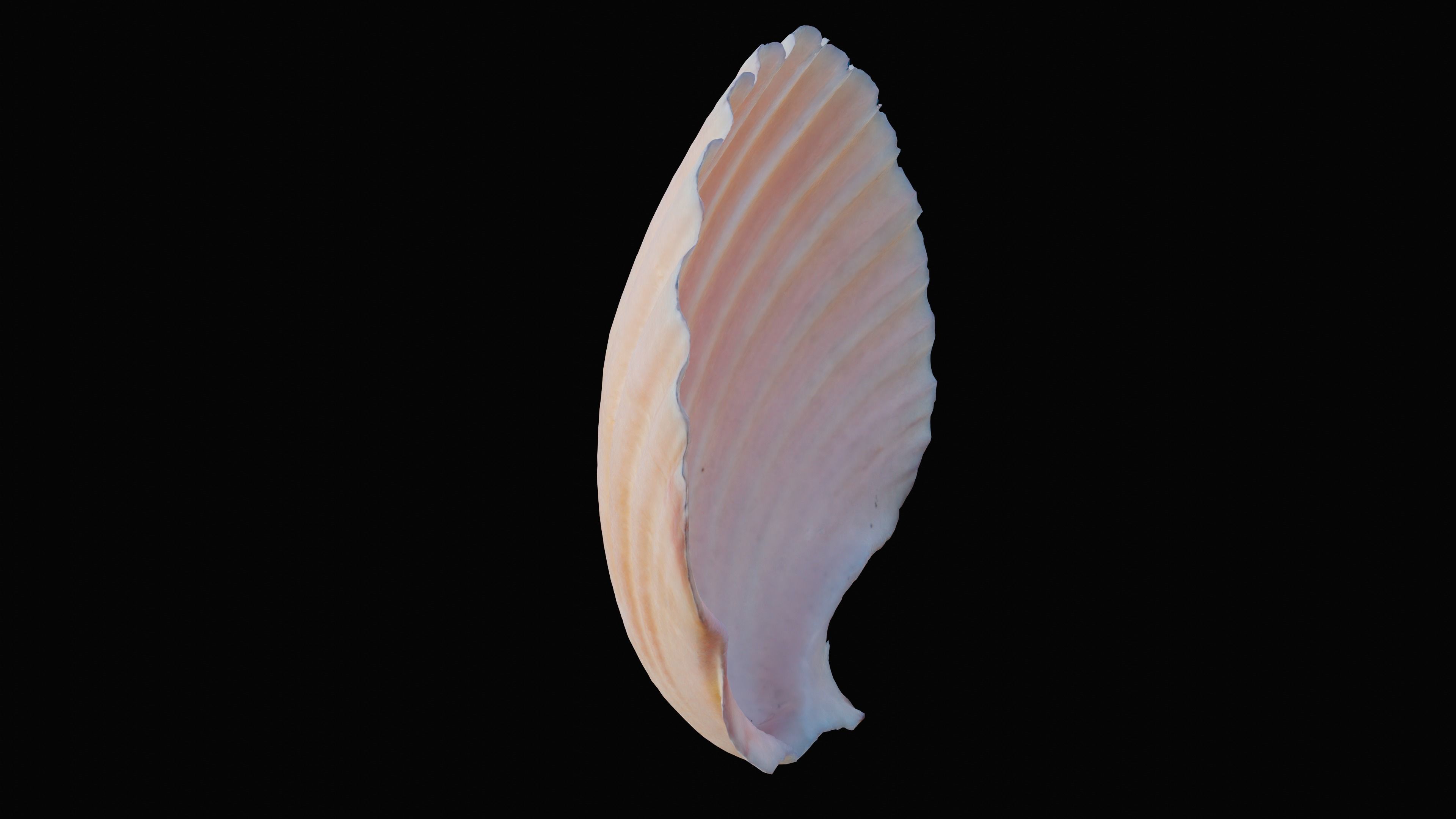 Scallop Sea Shell Low-poly 3D model_7