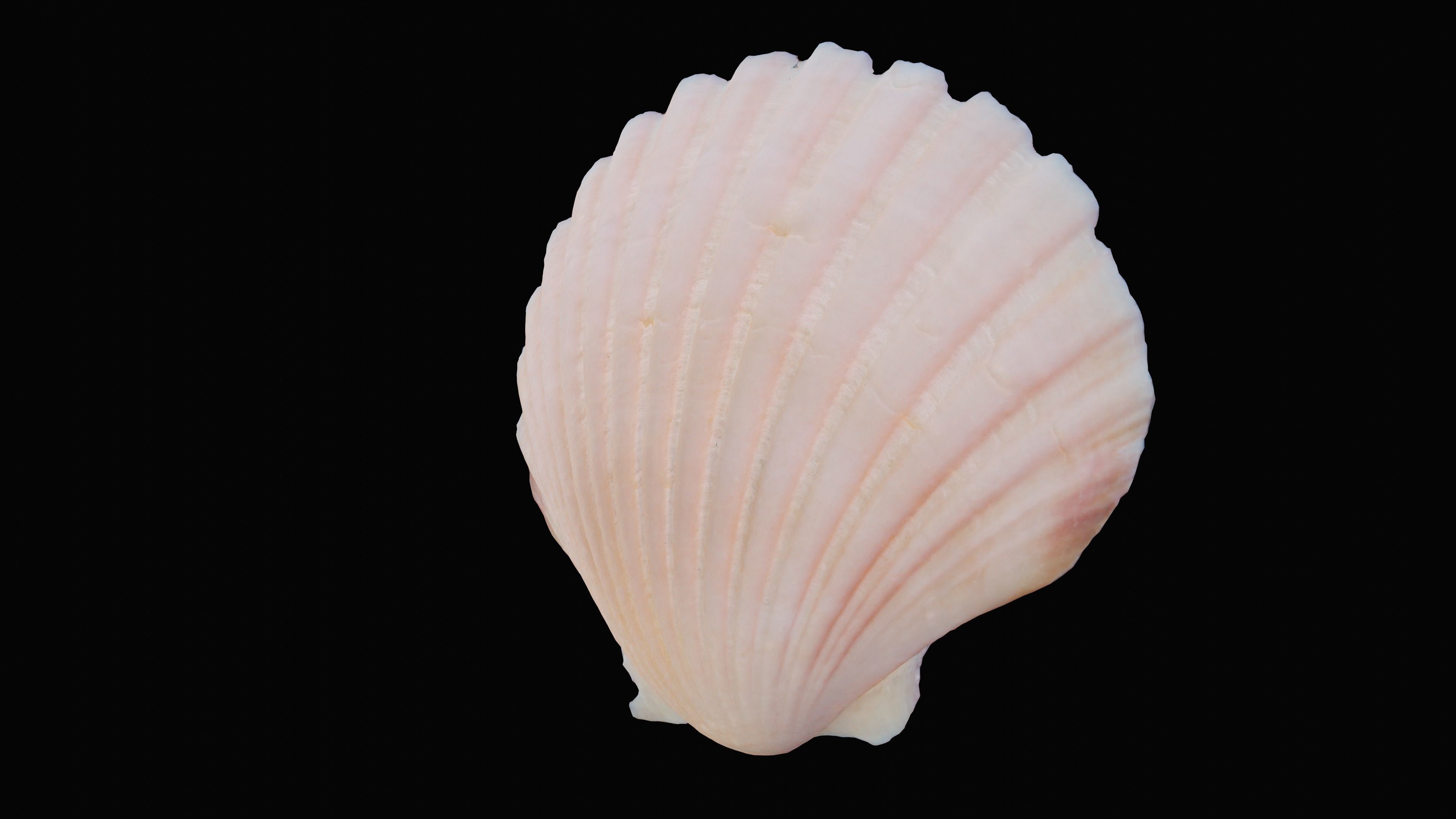 Scallop Sea Shell Low-poly 3D model_9