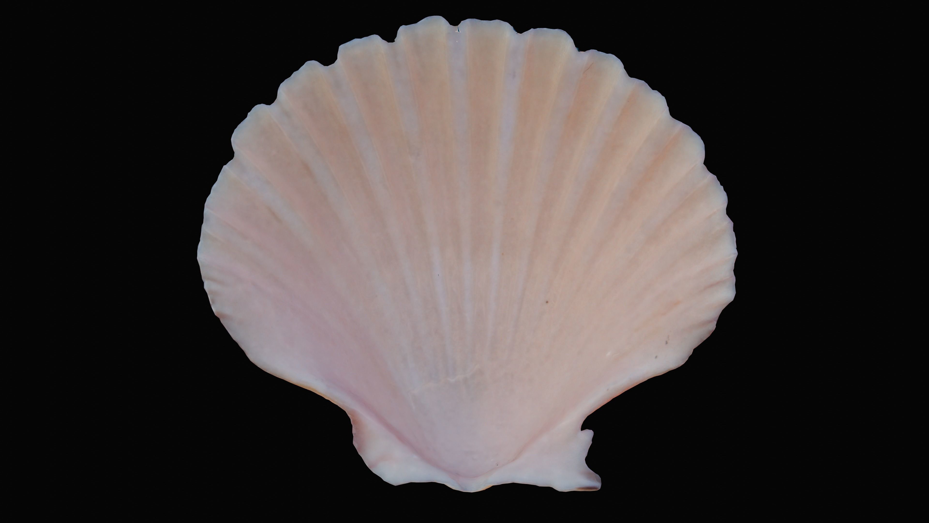 Scallop Sea Shell Low-poly 3D model_5