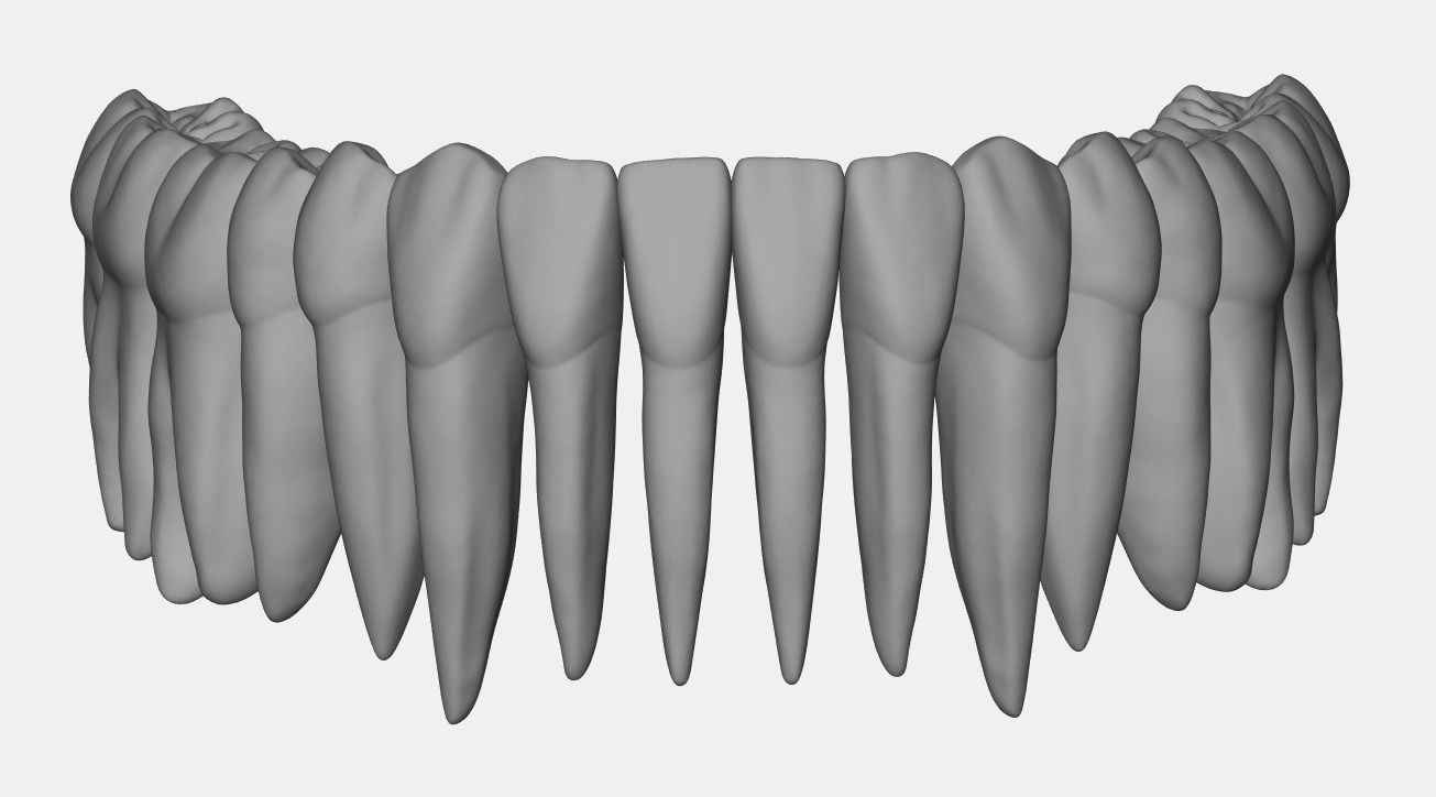 Azure upper and lower jaw dental anatomy with roots 3D print model_10