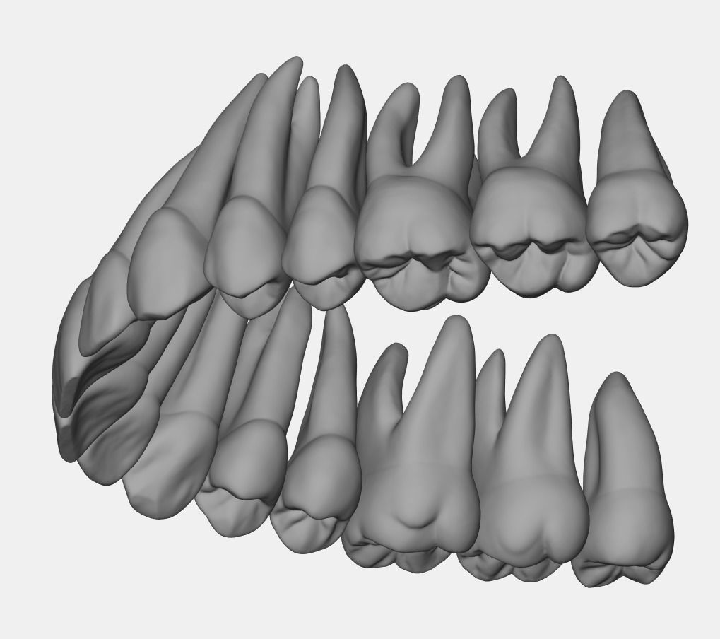 Azure upper and lower jaw dental anatomy with roots 3D print model_12