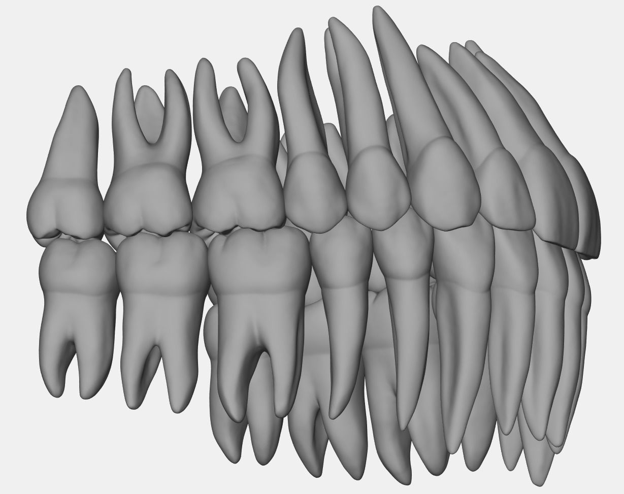 Azure upper and lower jaw dental anatomy with roots 3D print model_2