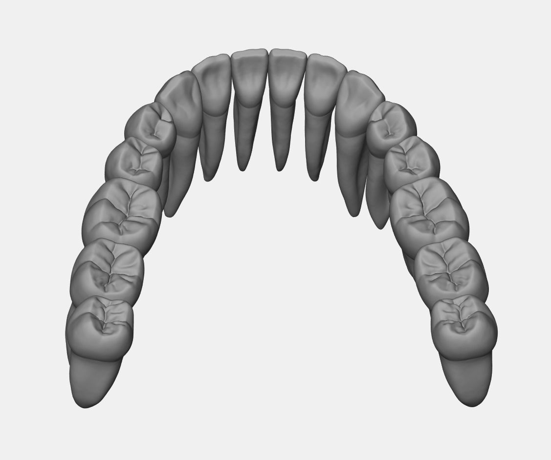 Azure upper and lower jaw dental anatomy with roots 3D print model_8