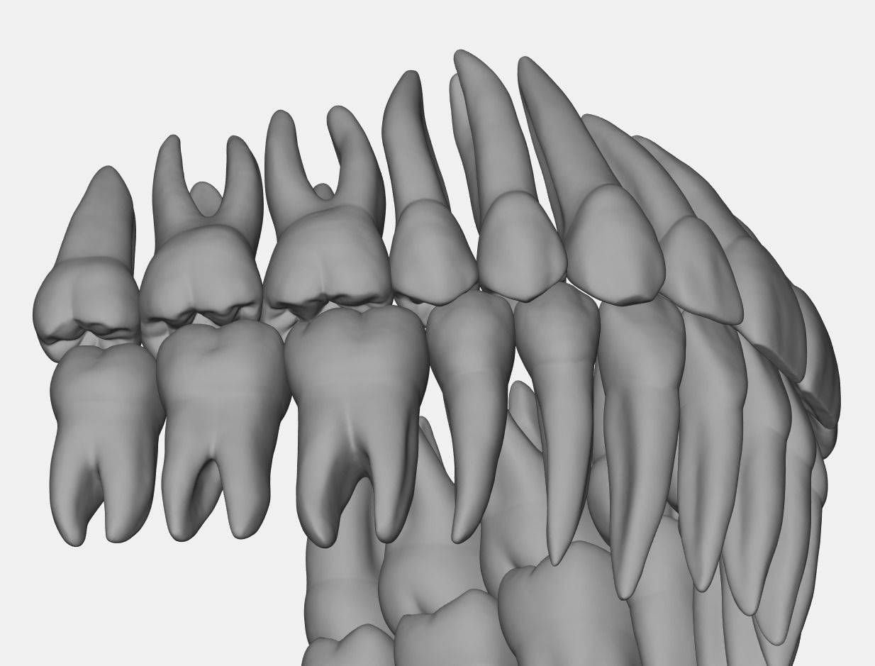 Azure upper and lower jaw dental anatomy with roots 3D print model_4