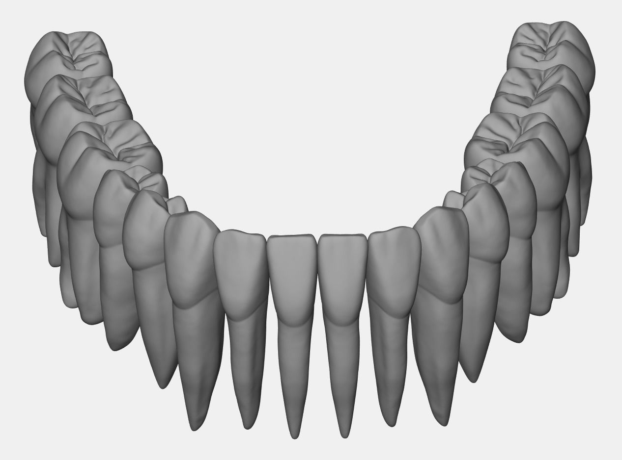 Azure upper and lower jaw dental anatomy with roots 3D print model_17