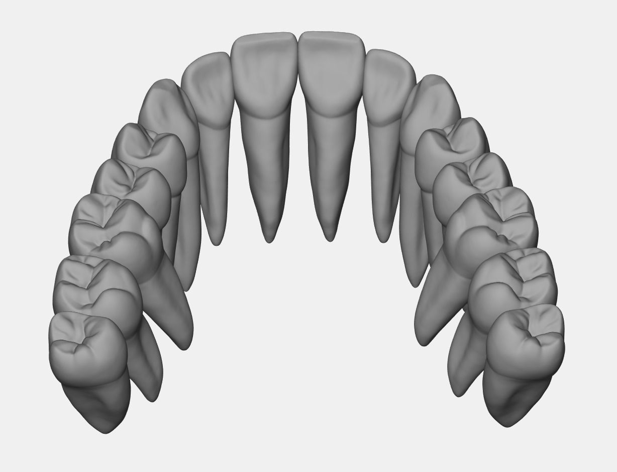 Azure upper and lower jaw dental anatomy with roots 3D print model_7