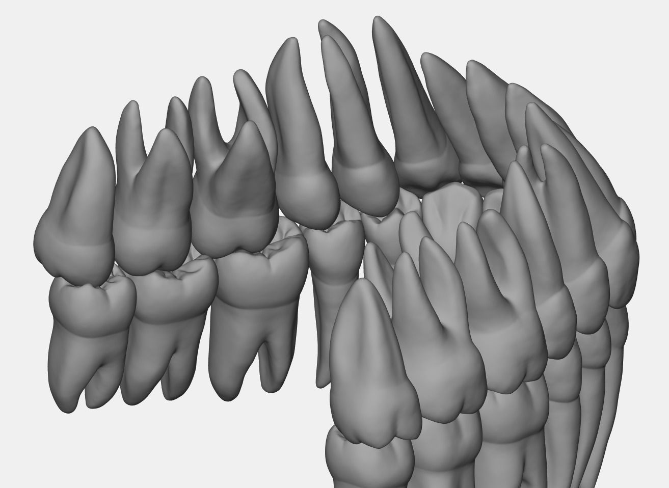 Azure upper and lower jaw dental anatomy with roots 3D print model_1