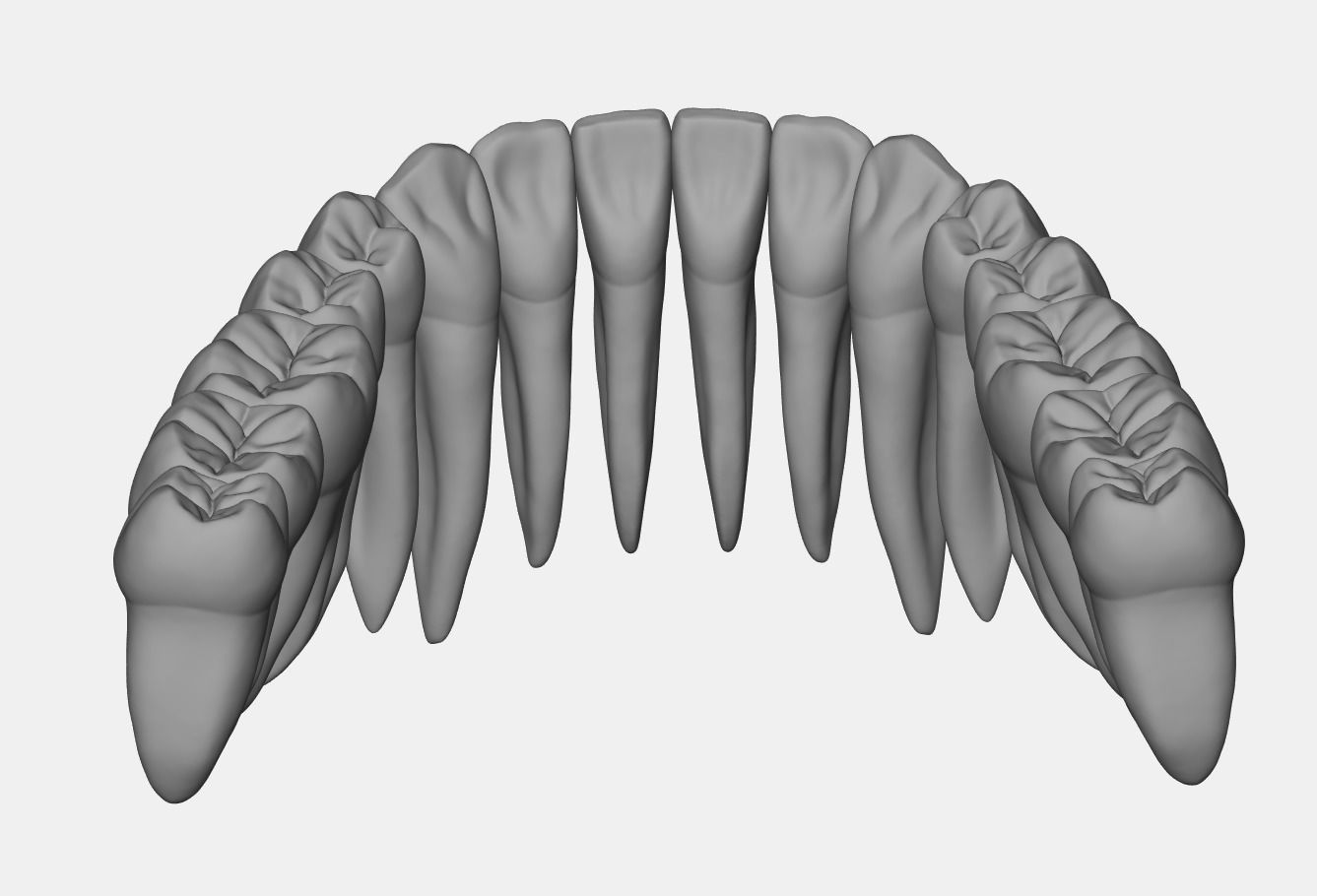 Azure upper and lower jaw dental anatomy with roots 3D print model_21