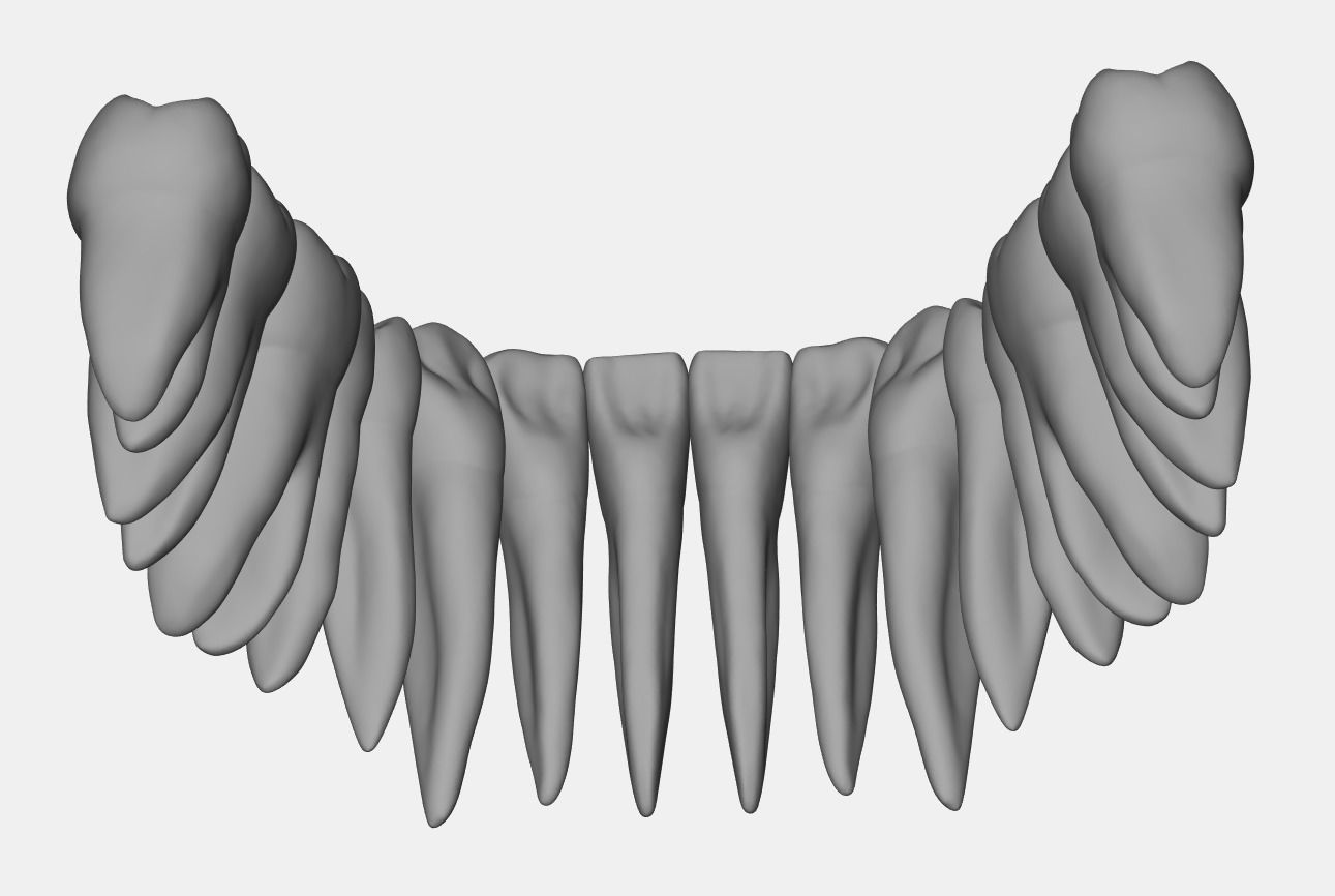 Azure upper and lower jaw dental anatomy with roots 3D print model_19