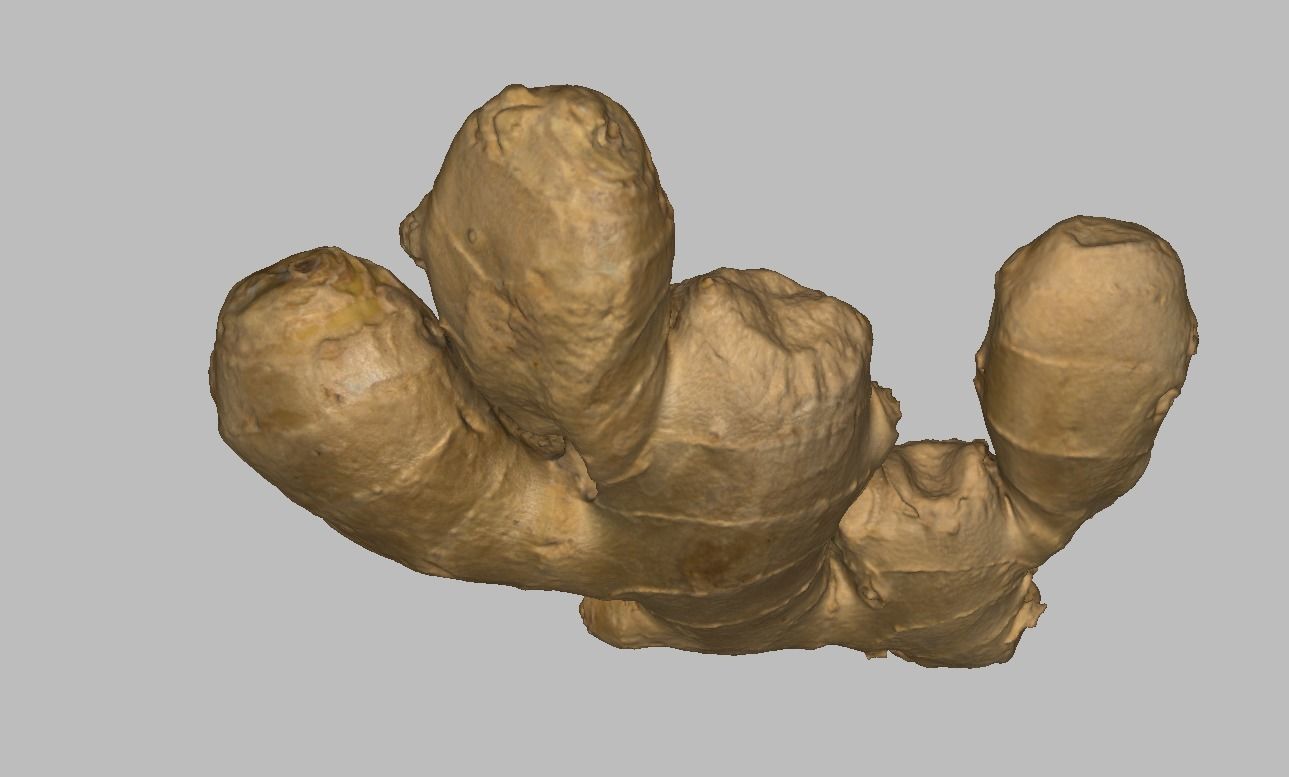 Ginger root Low-poly 3D model_2