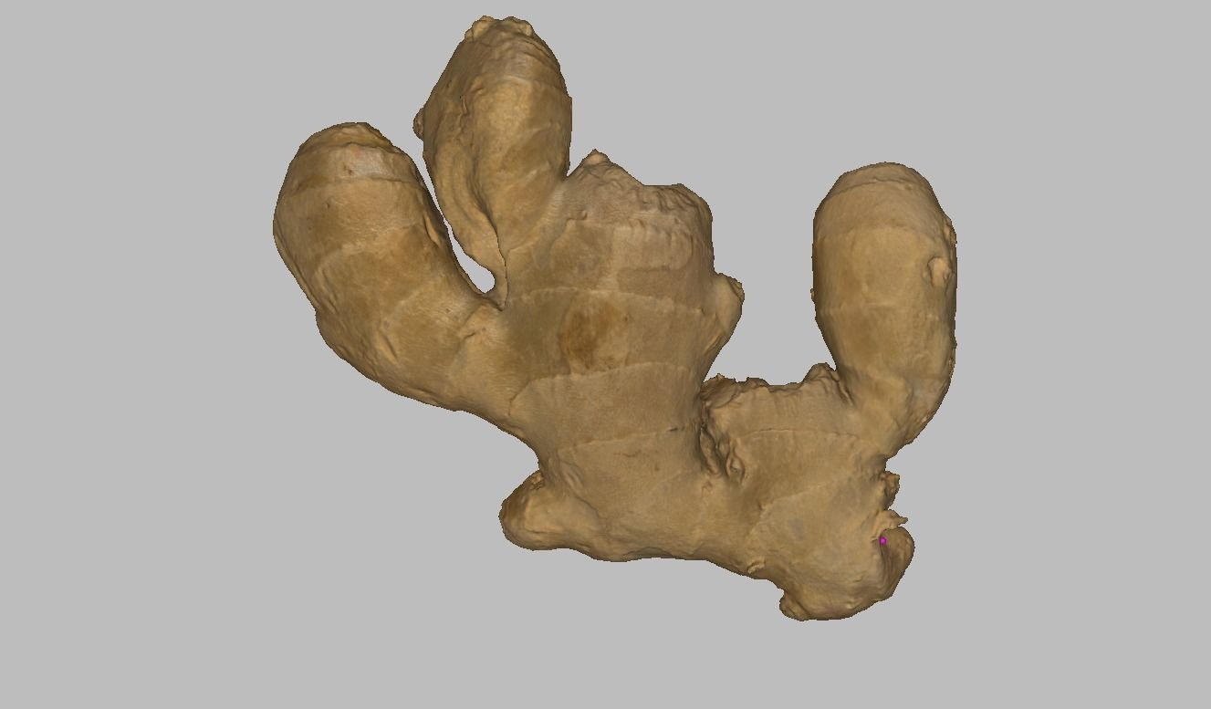 Ginger root Low-poly 3D model_1