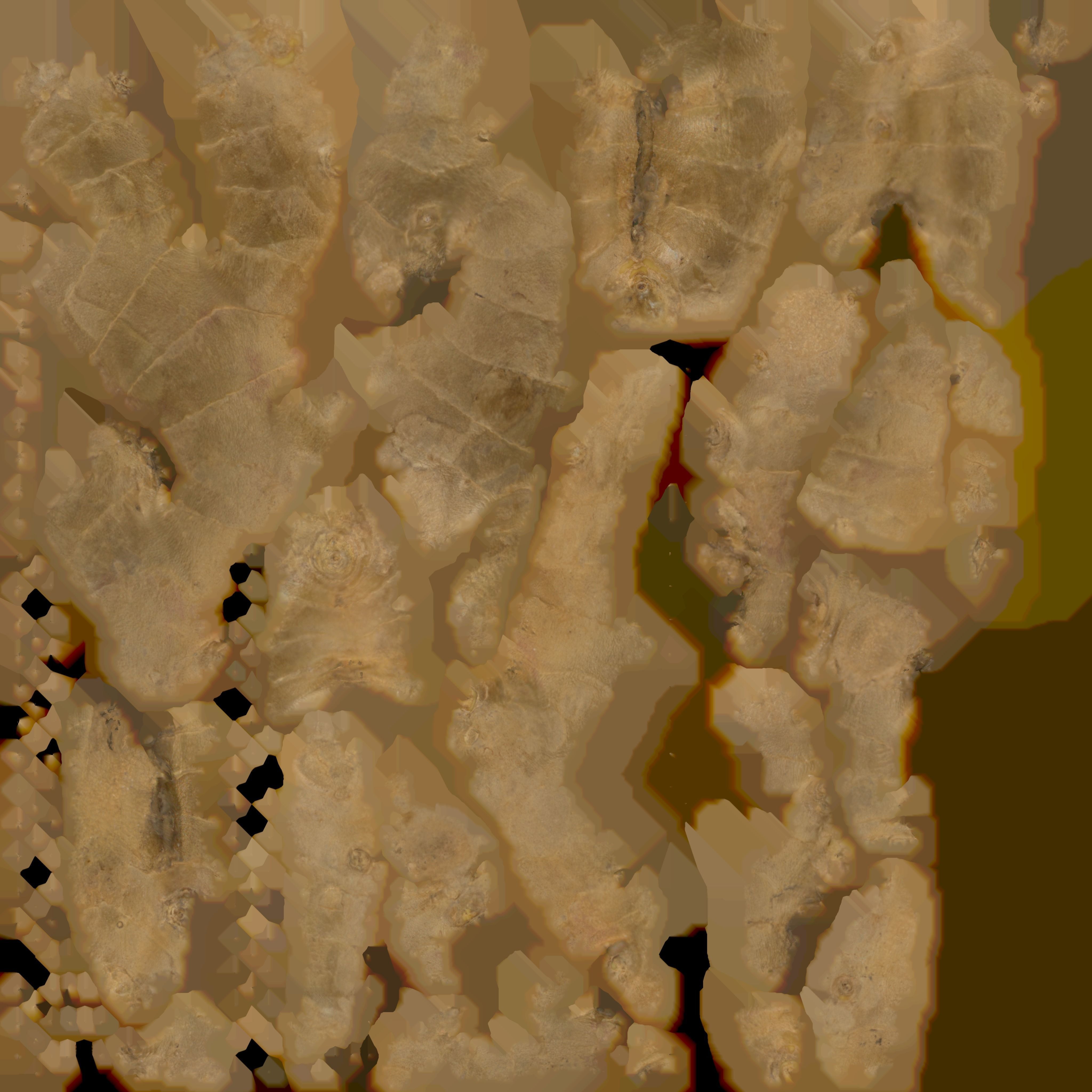 Ginger root Low-poly 3D model_10