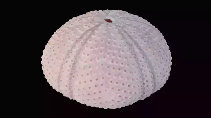 Sea Urchin Shell Low-poly 3D model