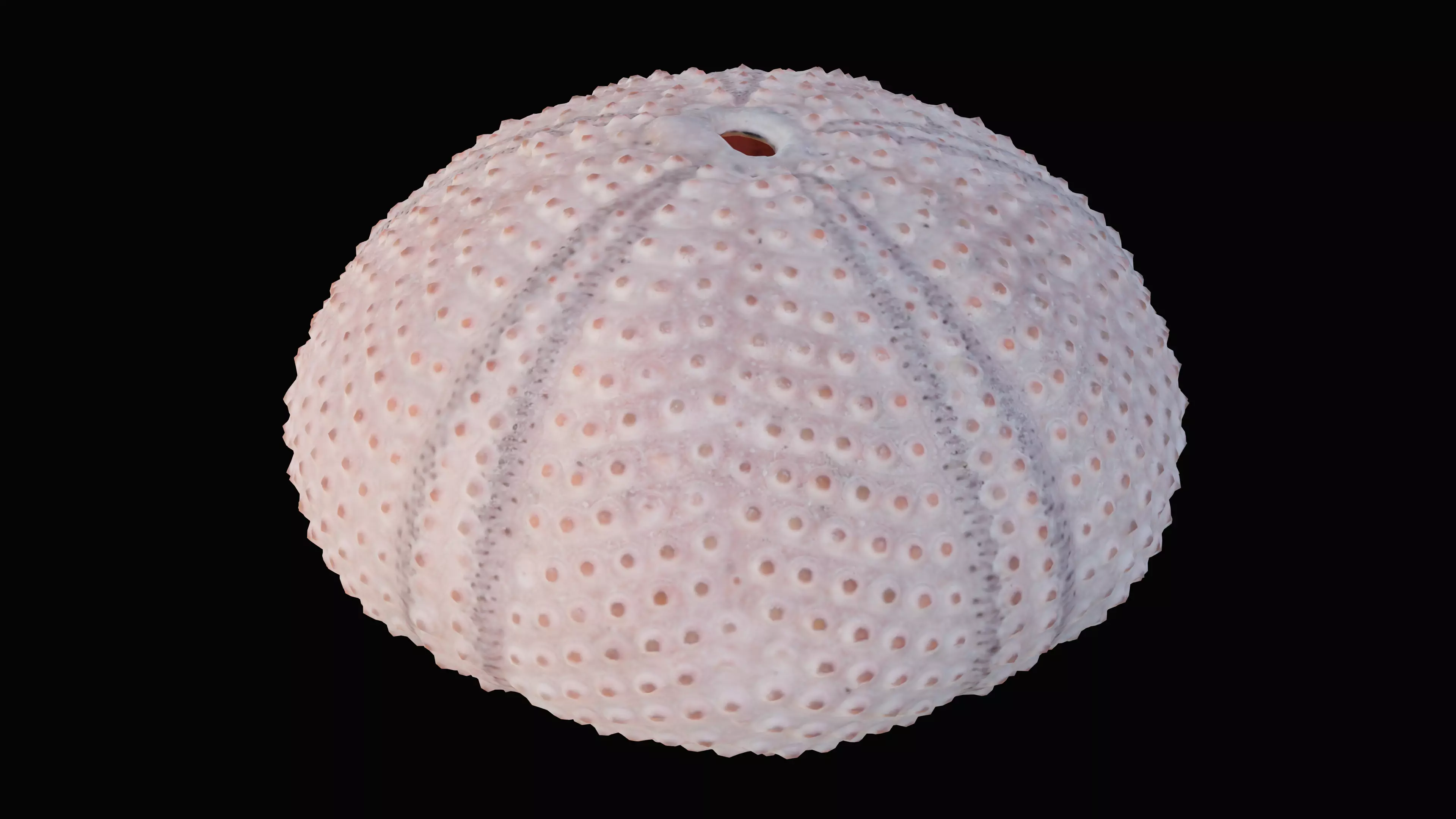 Sea Urchin Shell Low-poly 3D model_0