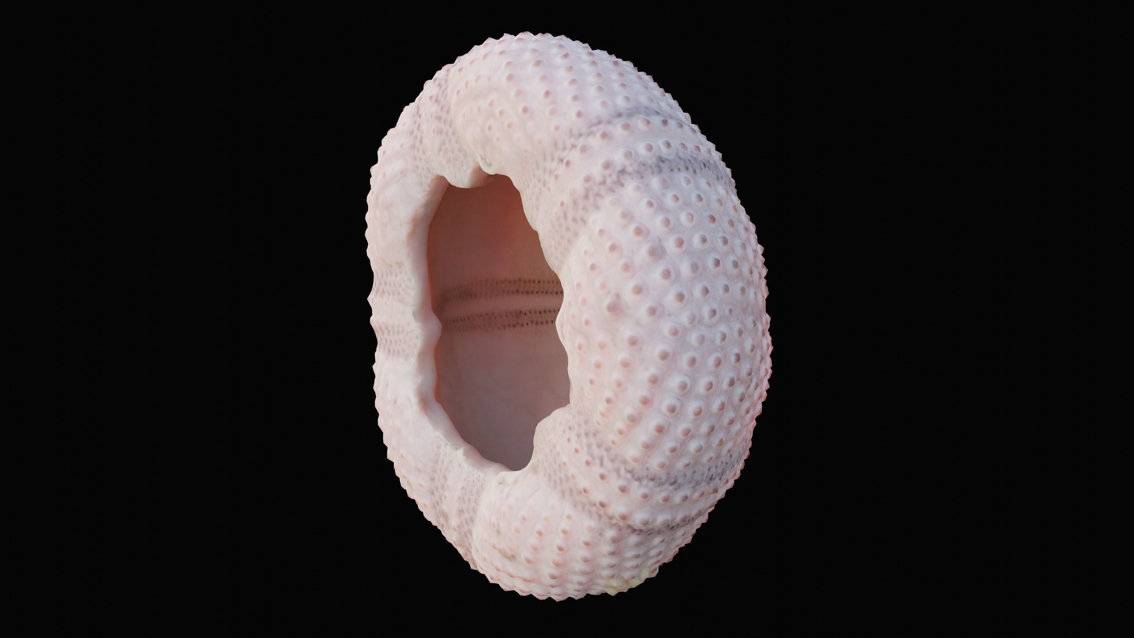 Sea Urchin Shell Low-poly 3D model_6