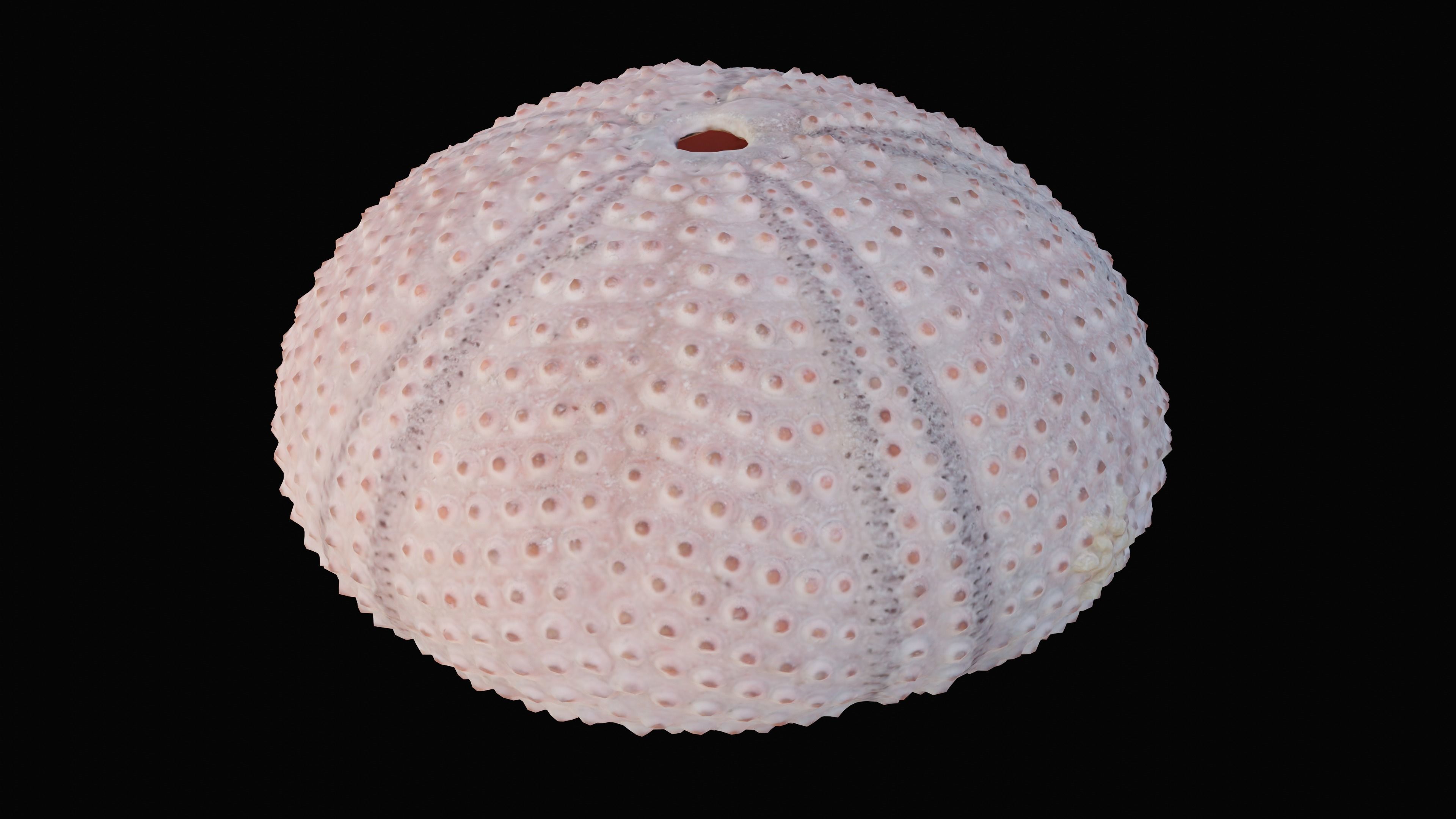 Sea Urchin Shell Low-poly 3D model_10