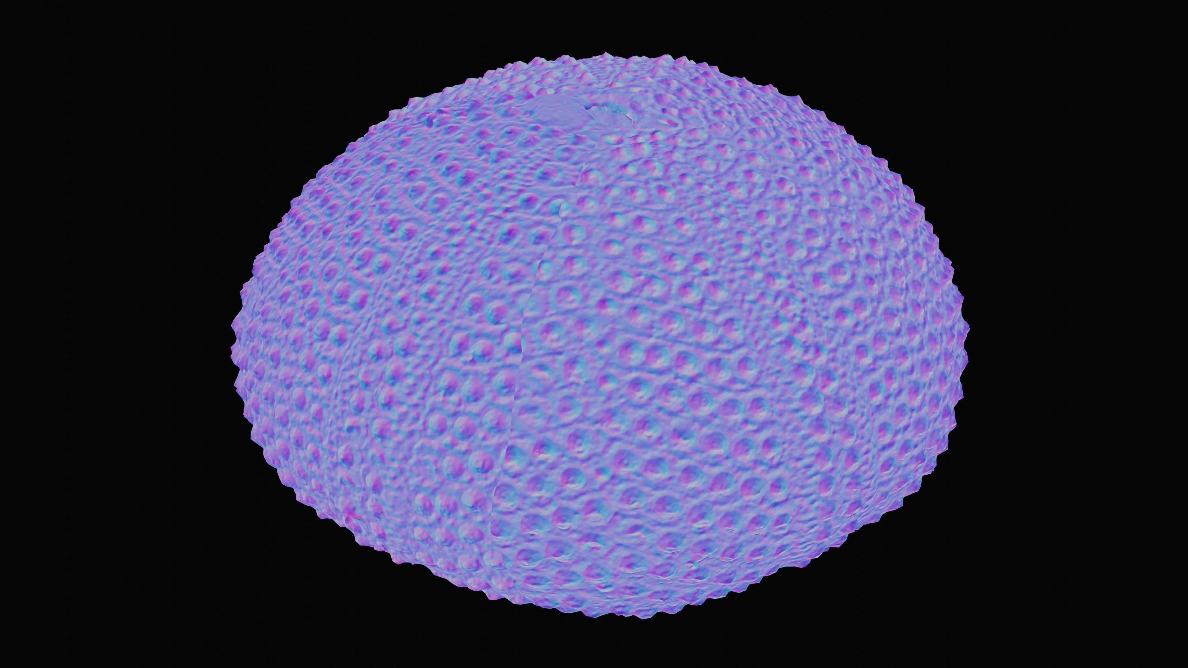 Sea Urchin Shell Low-poly 3D model_17