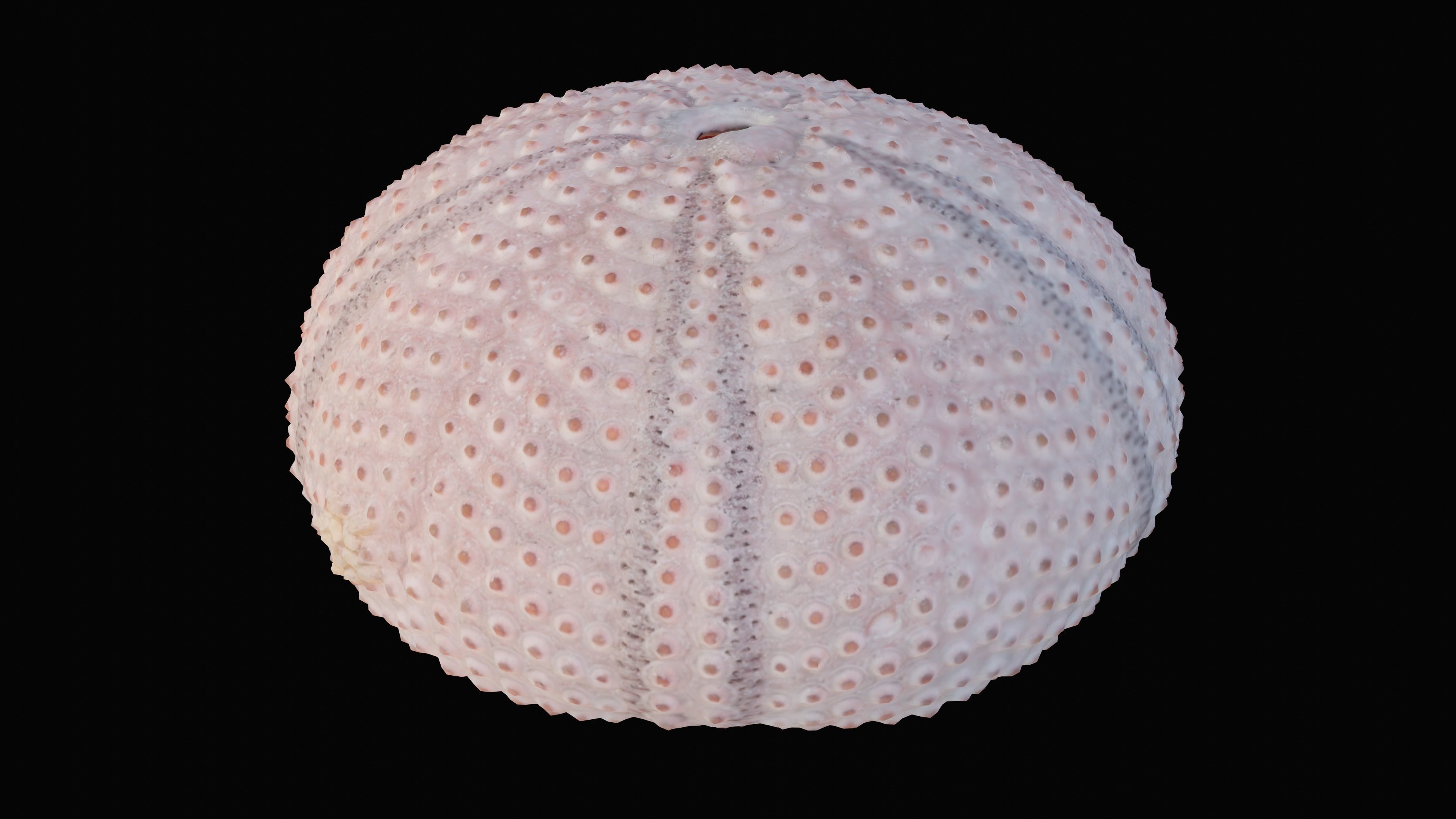 Sea Urchin Shell Low-poly 3D model_8
