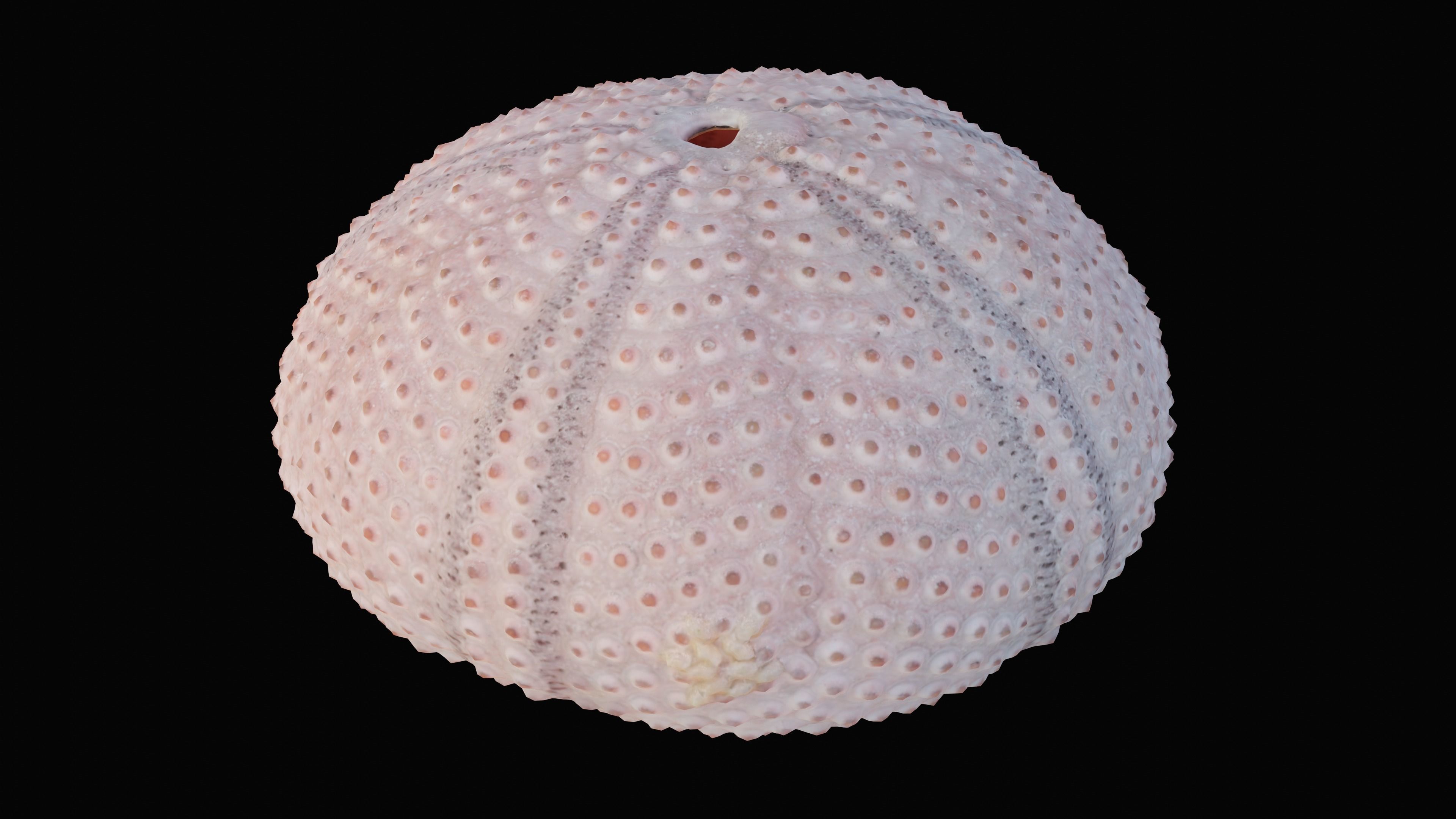 Sea Urchin Shell Low-poly 3D model_9