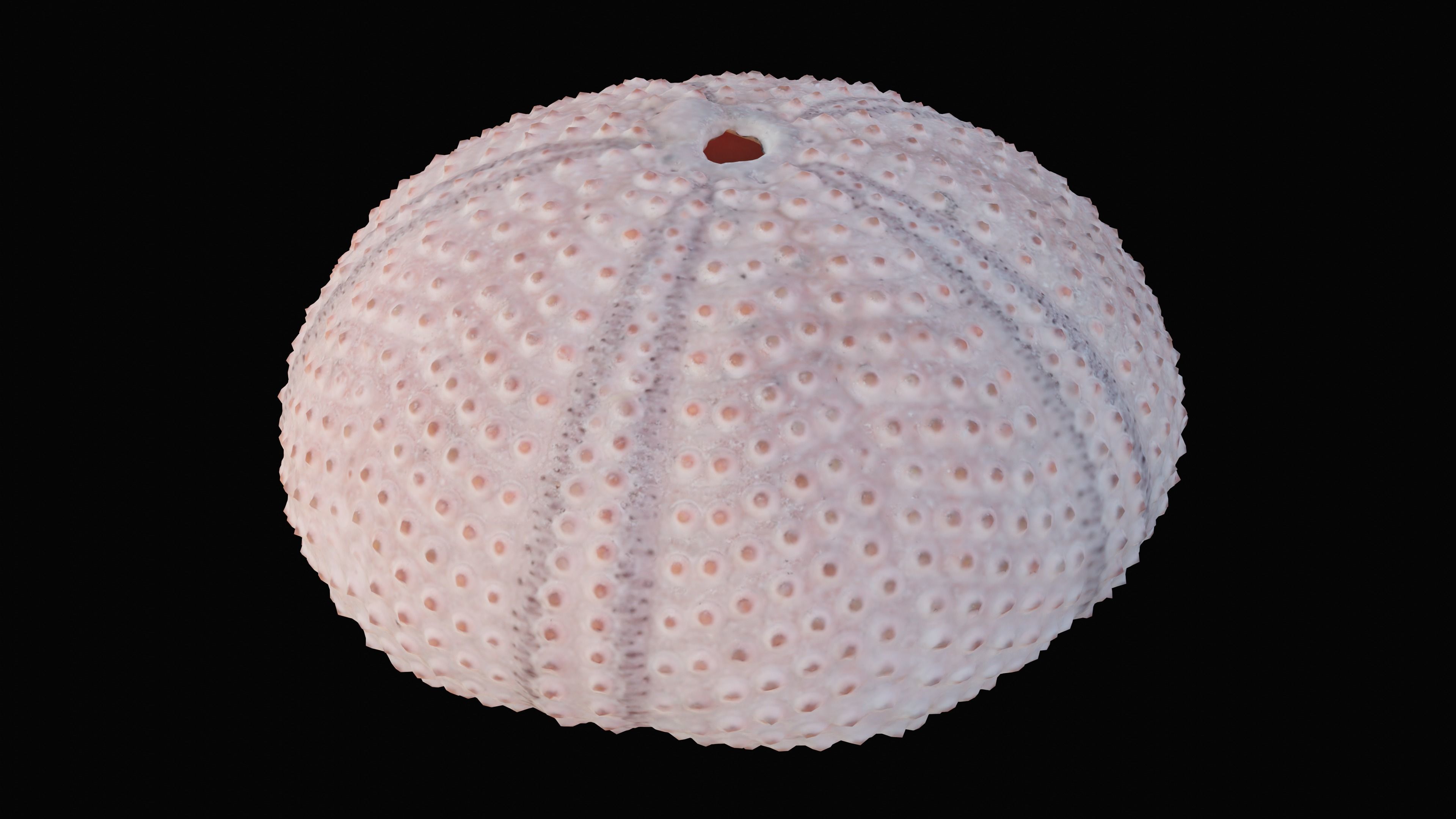 Sea Urchin Shell Low-poly 3D model_12