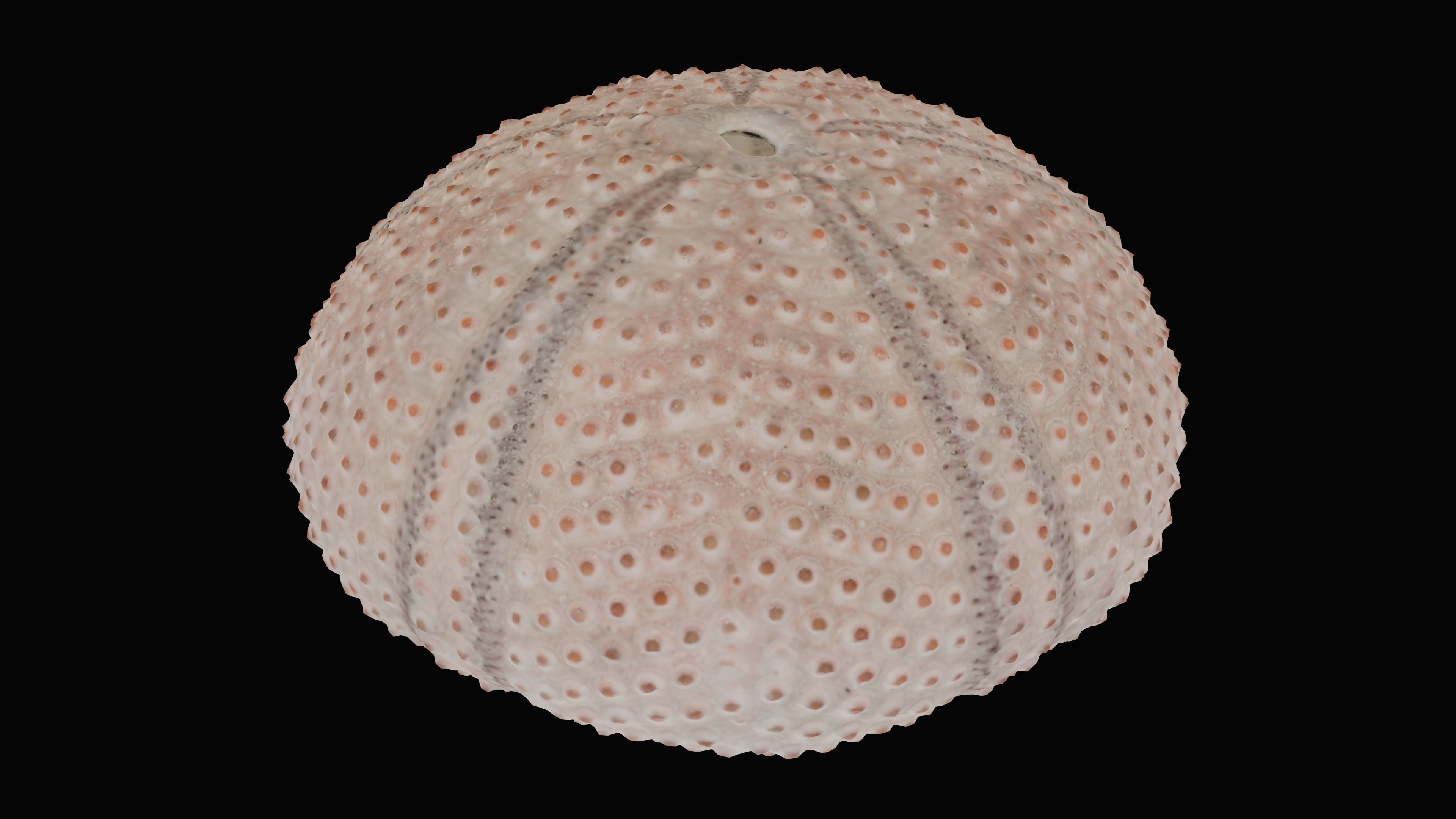 Sea Urchin Shell Low-poly 3D model_14
