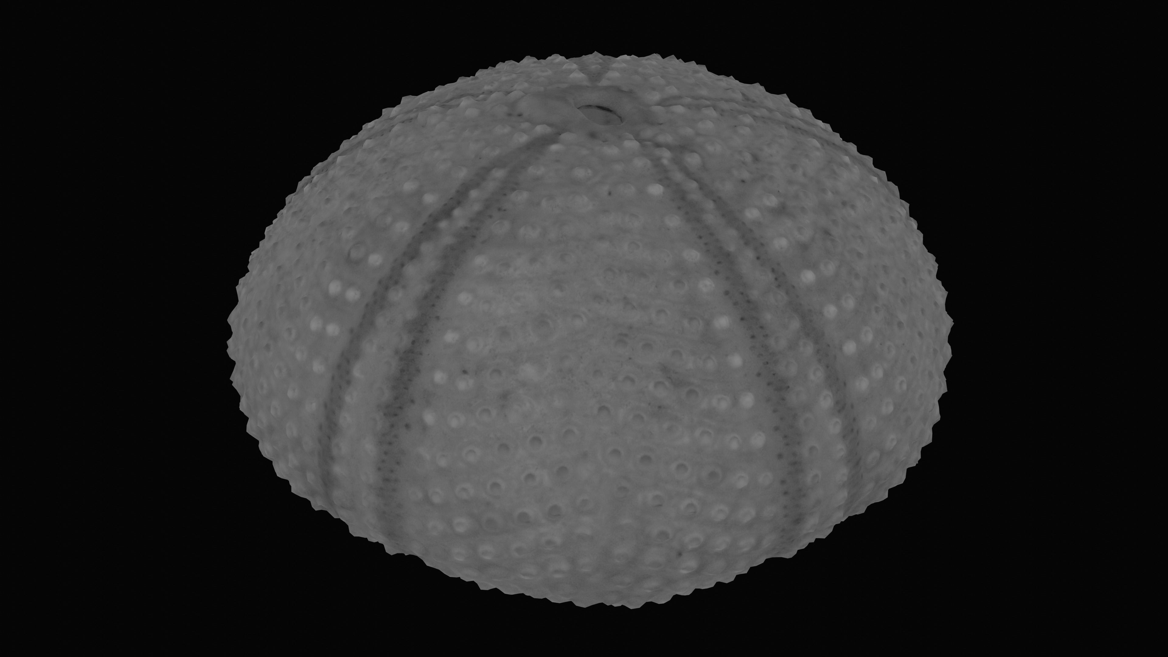 Sea Urchin Shell Low-poly 3D model_15