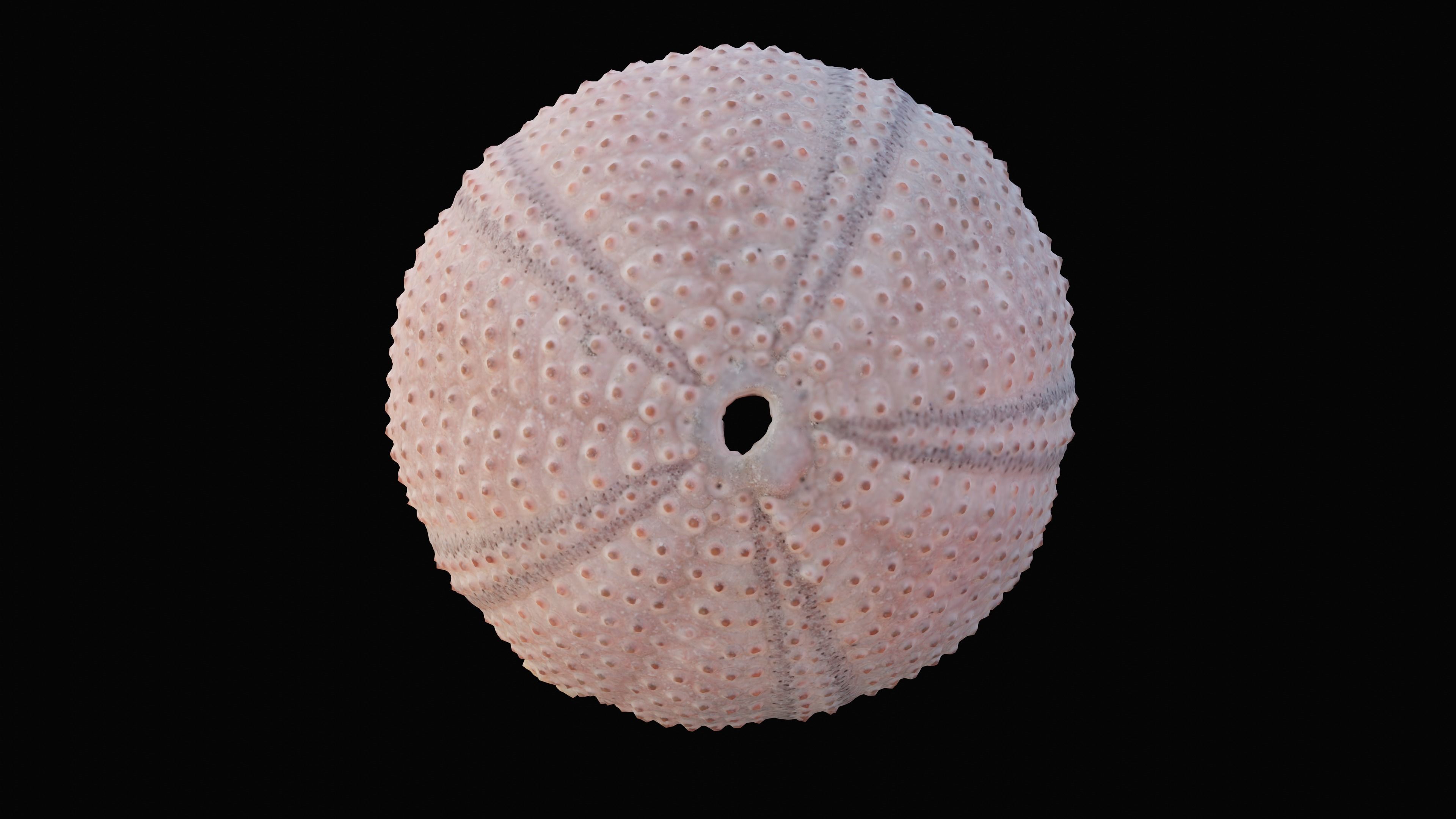 Sea Urchin Shell Low-poly 3D model_4
