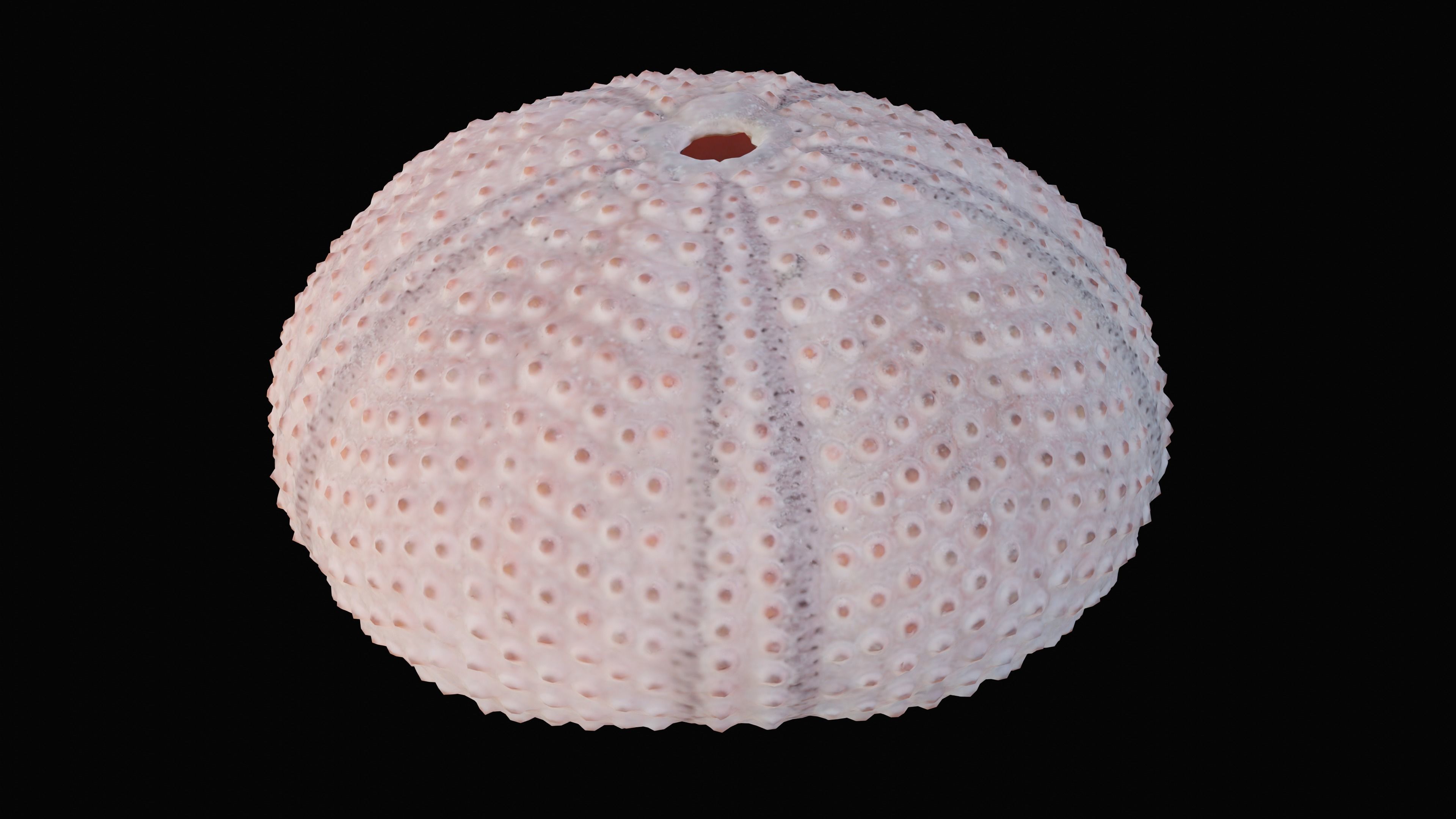 Sea Urchin Shell Low-poly 3D model_11