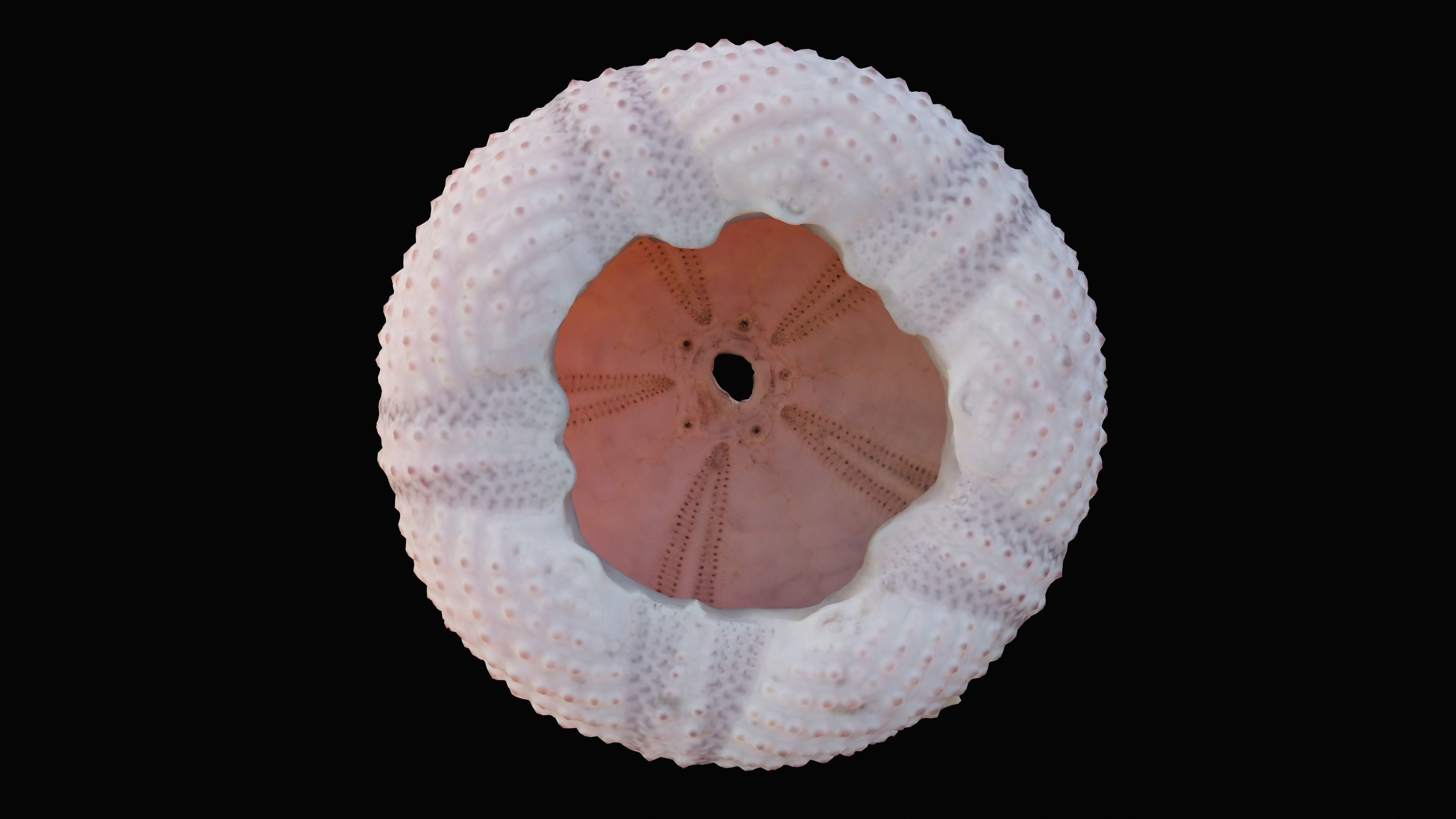 Sea Urchin Shell Low-poly 3D model_1
