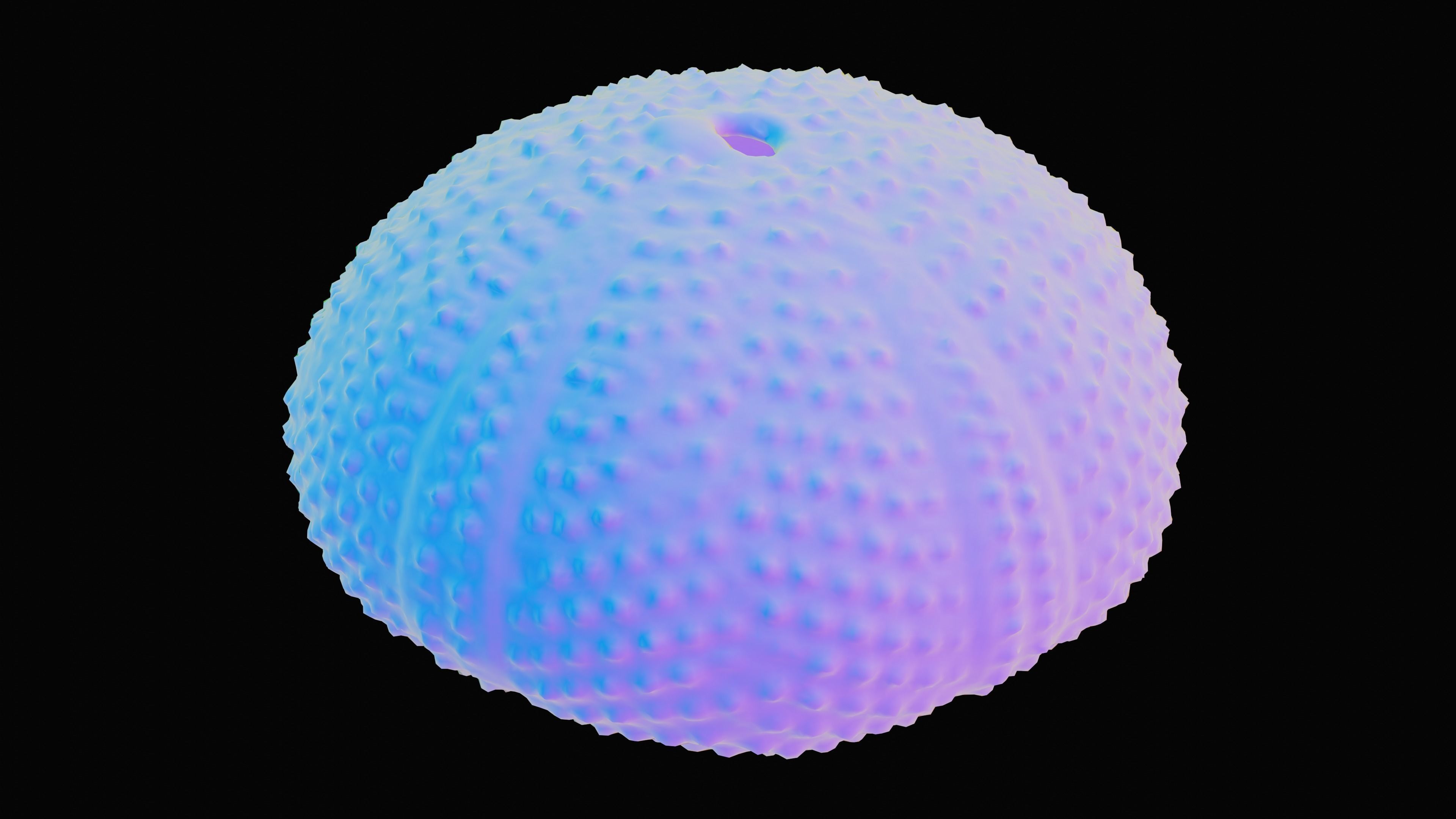 Sea Urchin Shell Low-poly 3D model_13