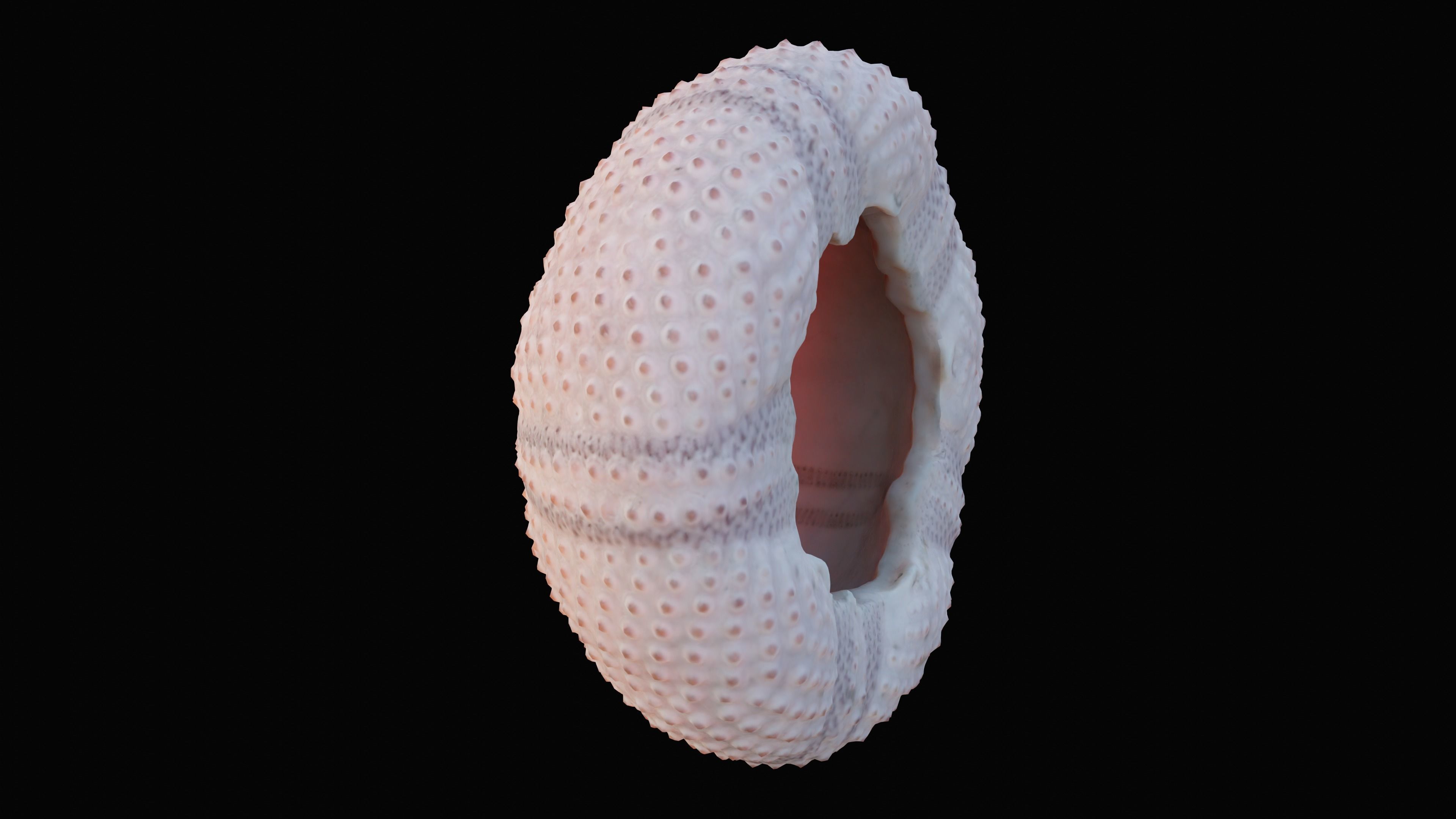 Sea Urchin Shell Low-poly 3D model_2