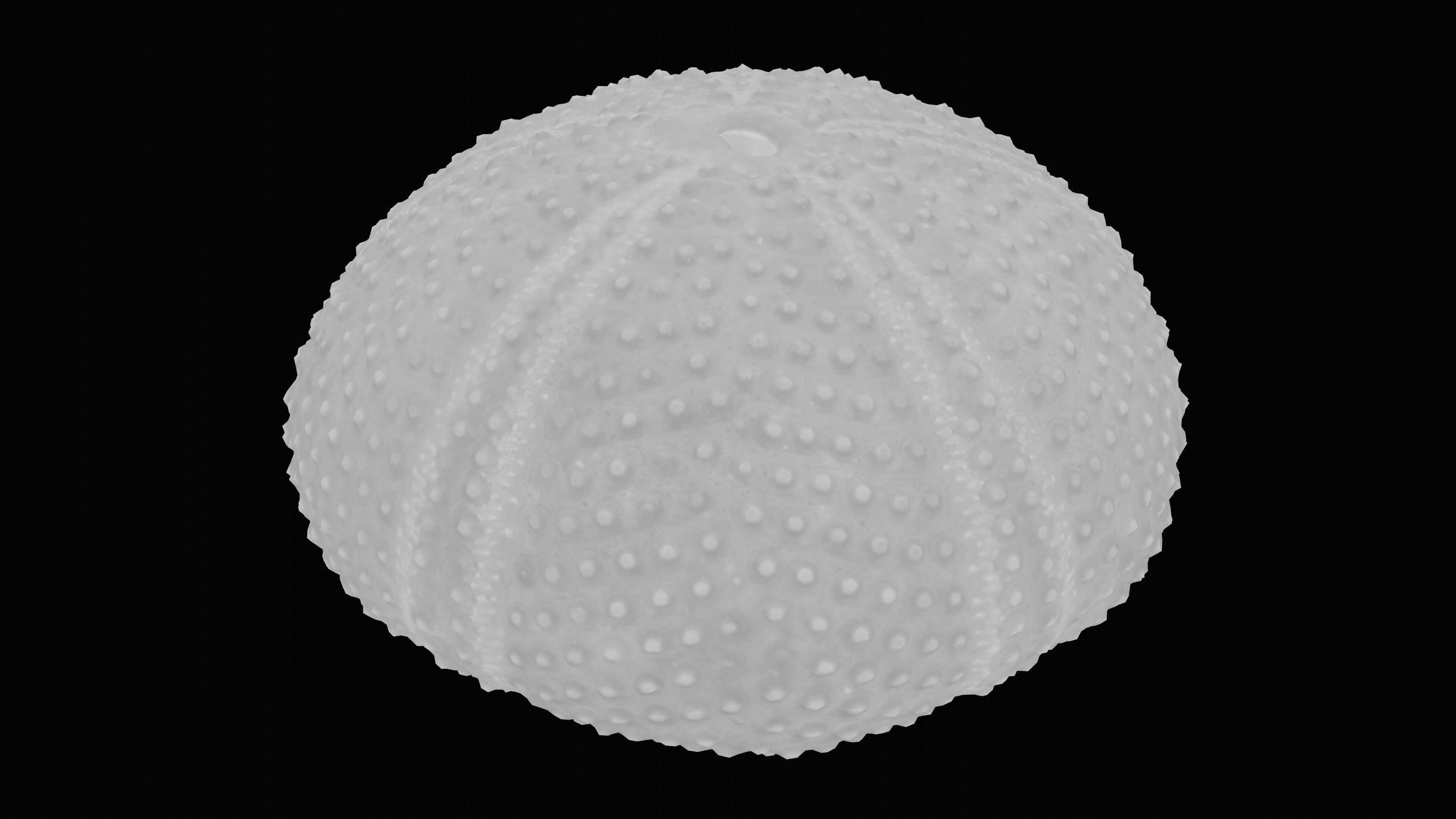 Sea Urchin Shell Low-poly 3D model_16