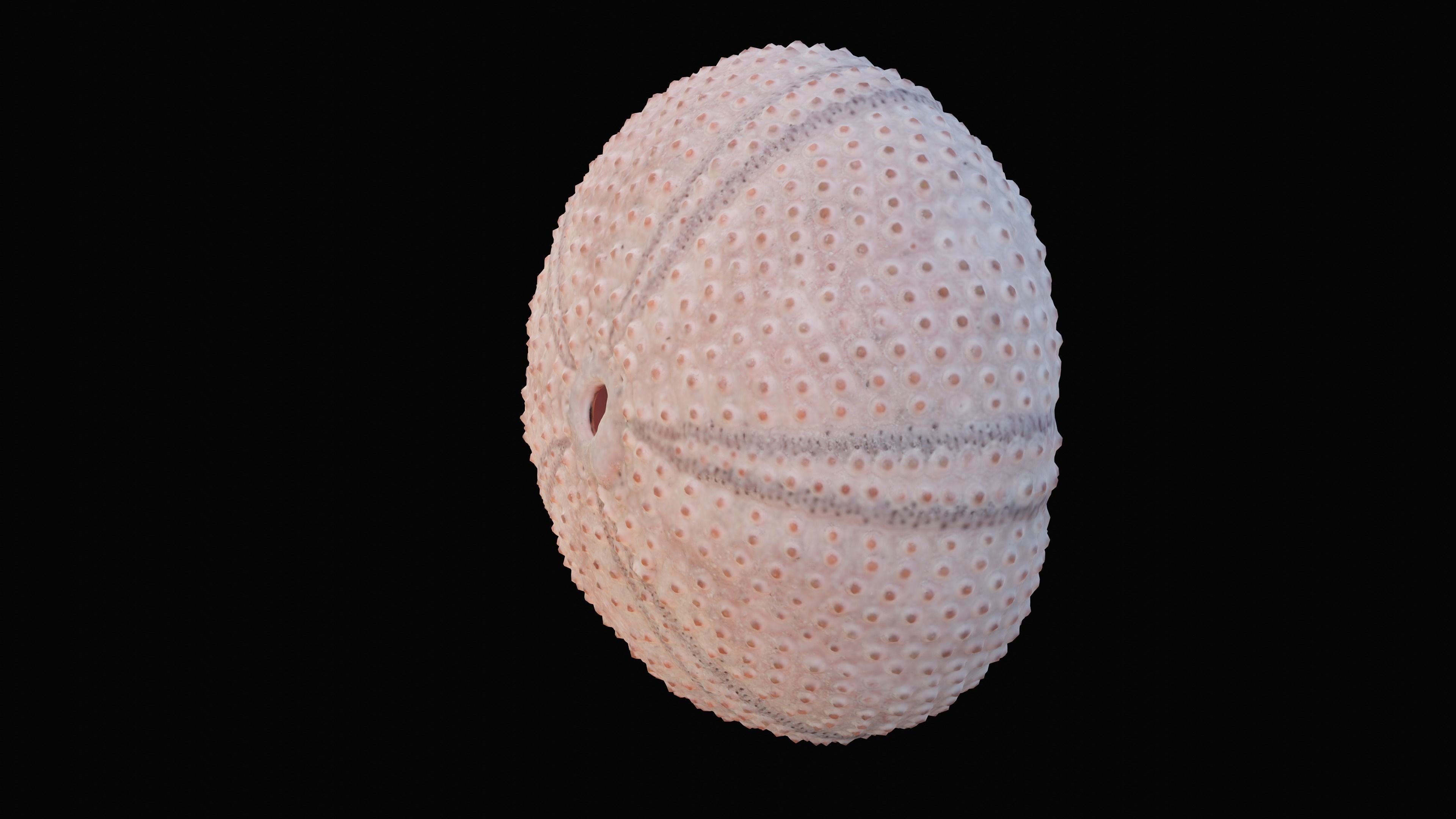 Sea Urchin Shell Low-poly 3D model_3