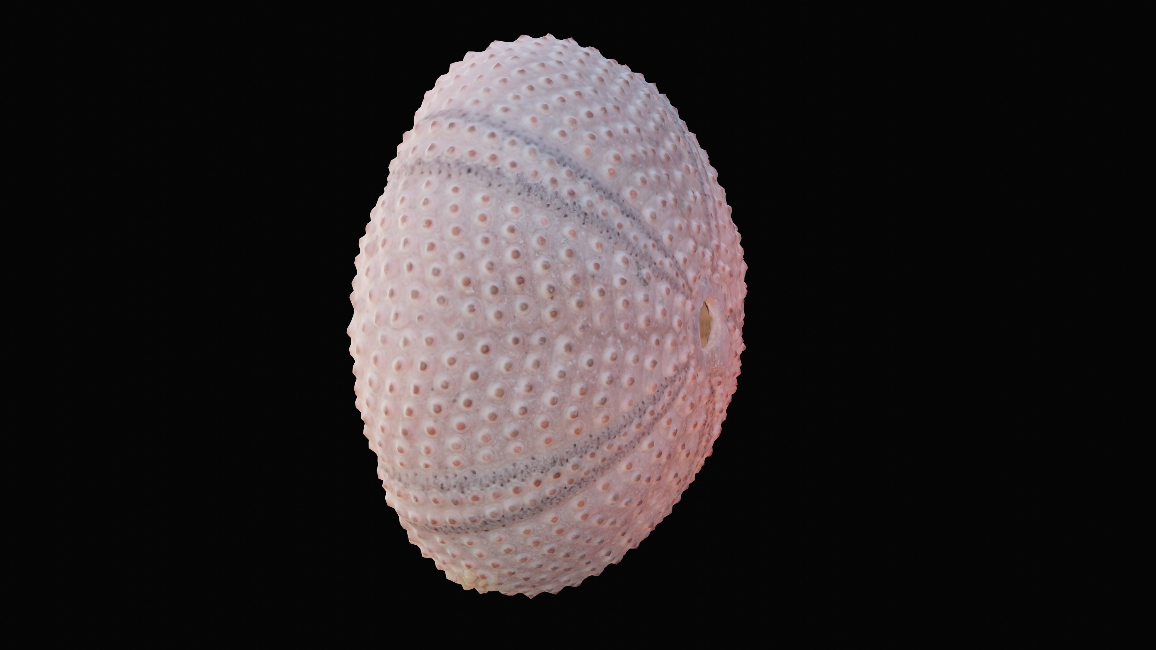 Sea Urchin Shell Low-poly 3D model_5