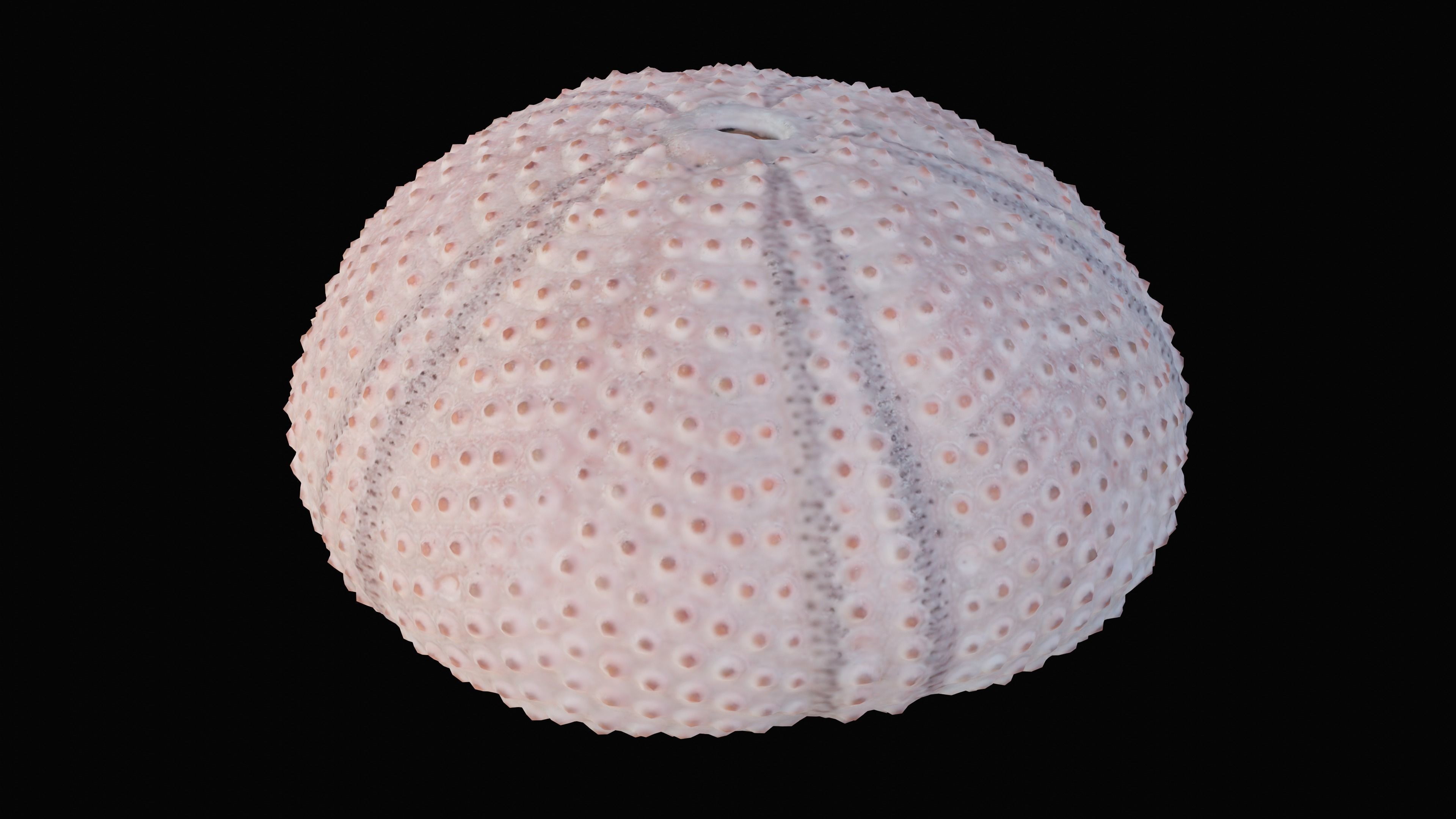 Sea Urchin Shell Low-poly 3D model_7