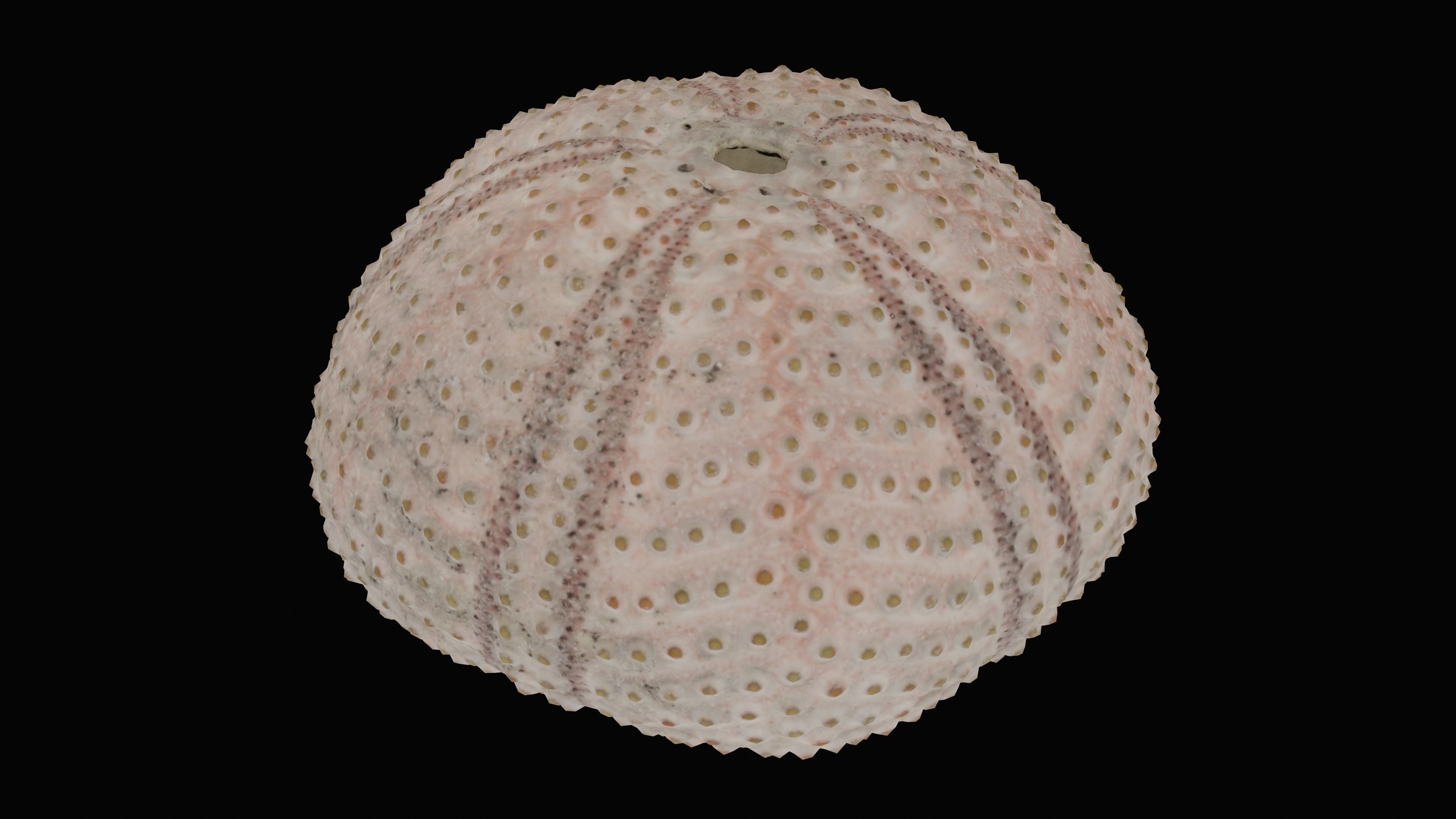 Sea Urchin Shell Low-poly 3D model_15
