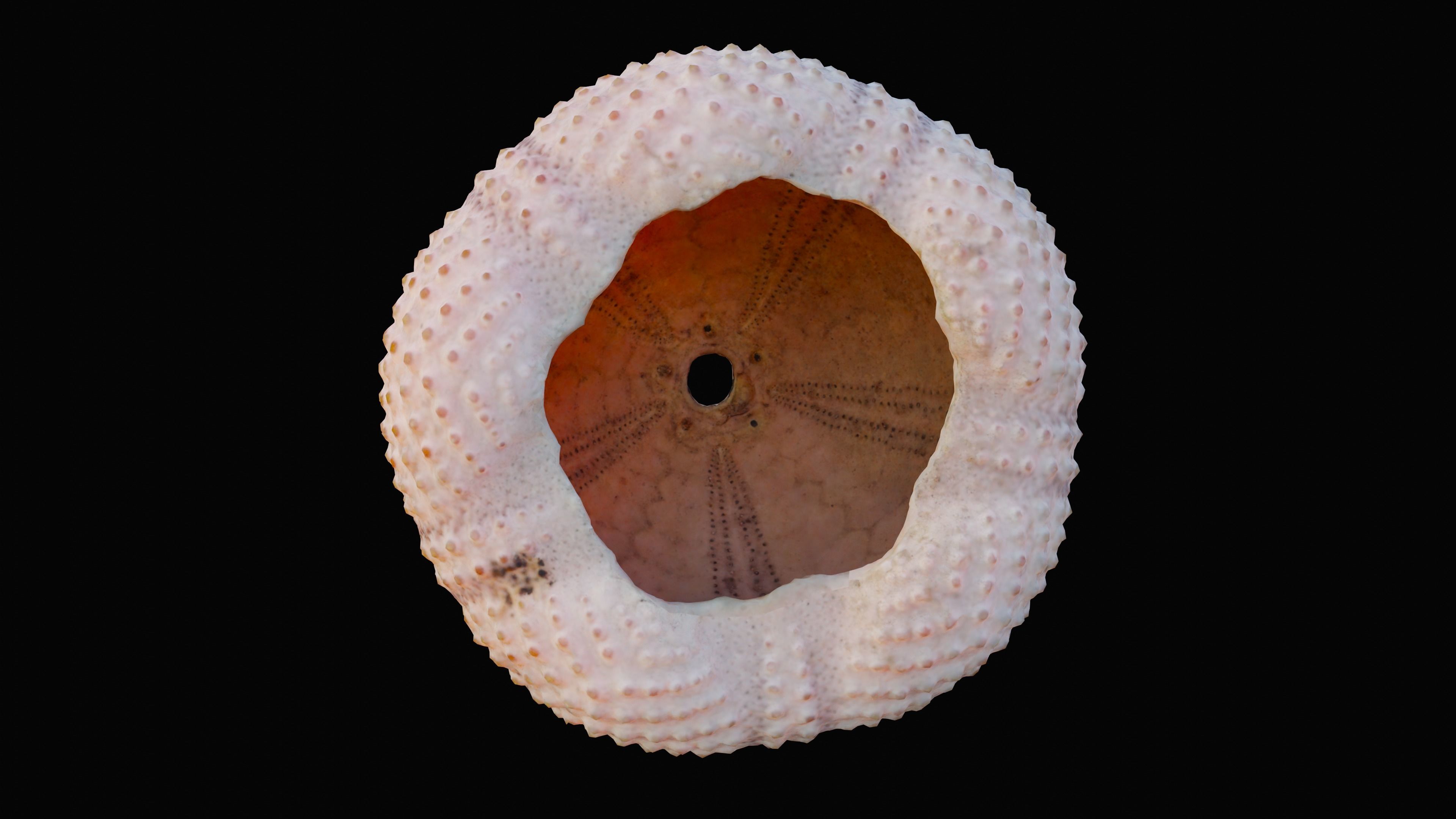 Sea Urchin Shell Low-poly 3D model_1