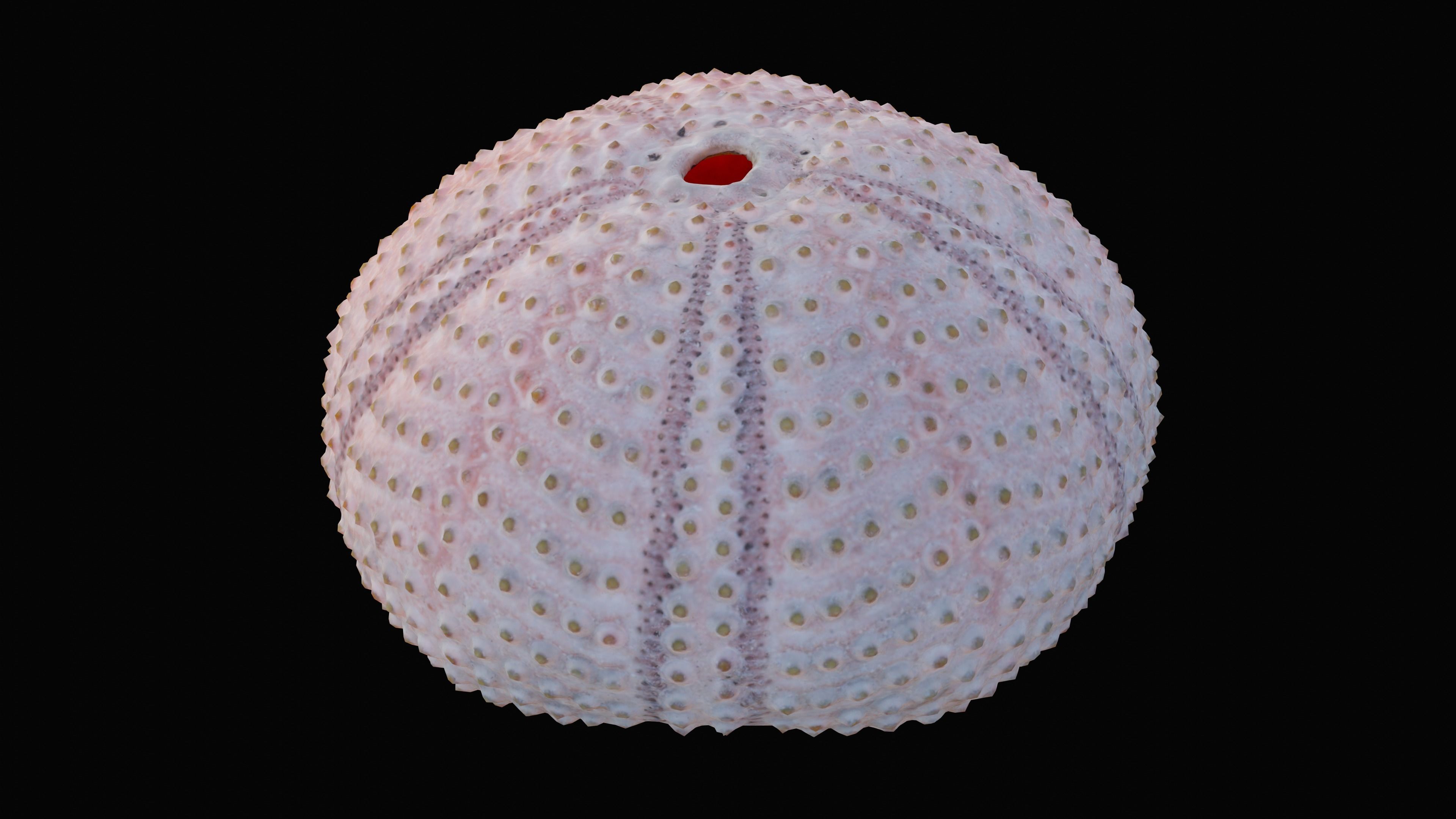 Sea Urchin Shell Low-poly 3D model_12