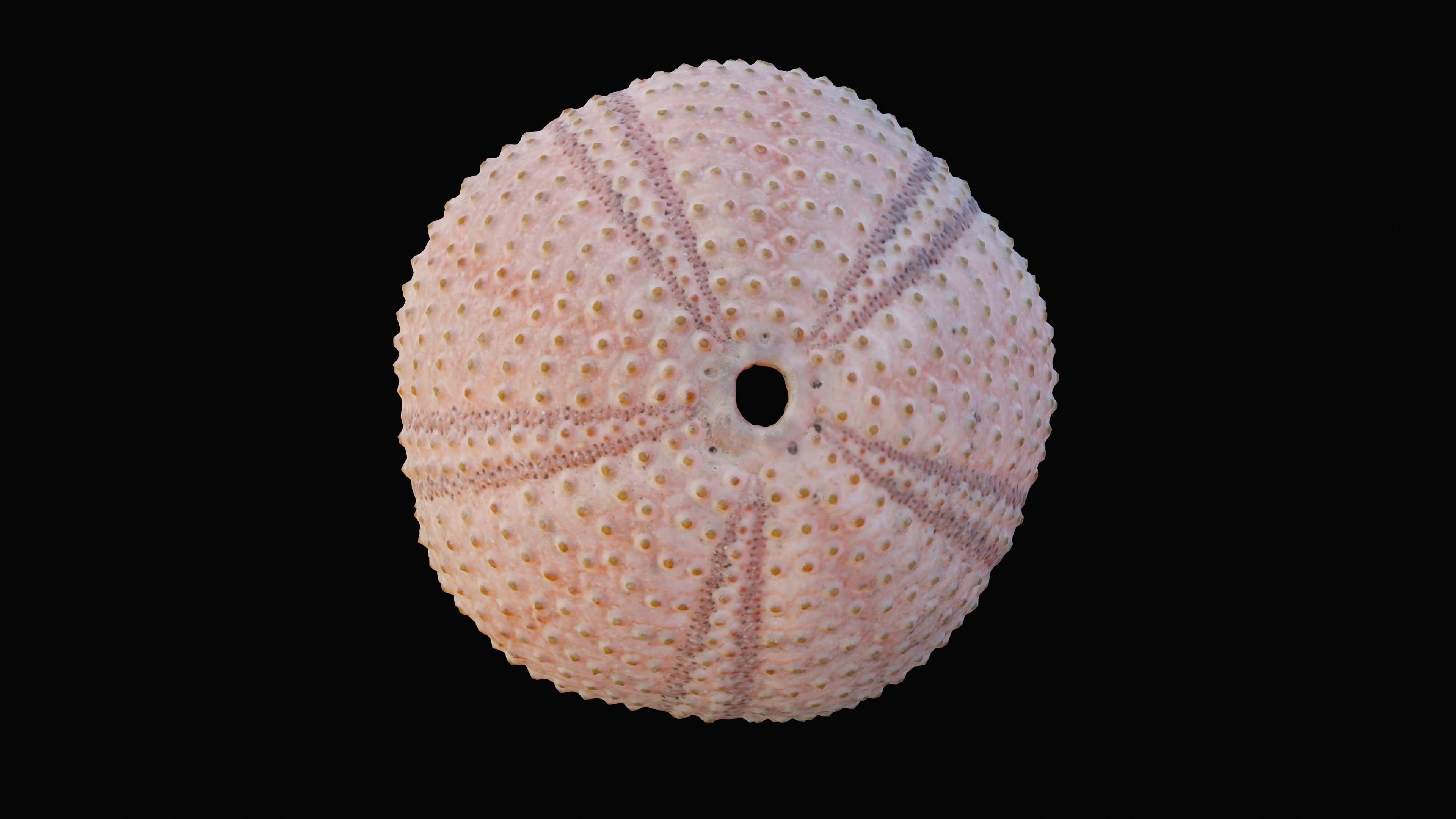 Sea Urchin Shell Low-poly 3D model_5