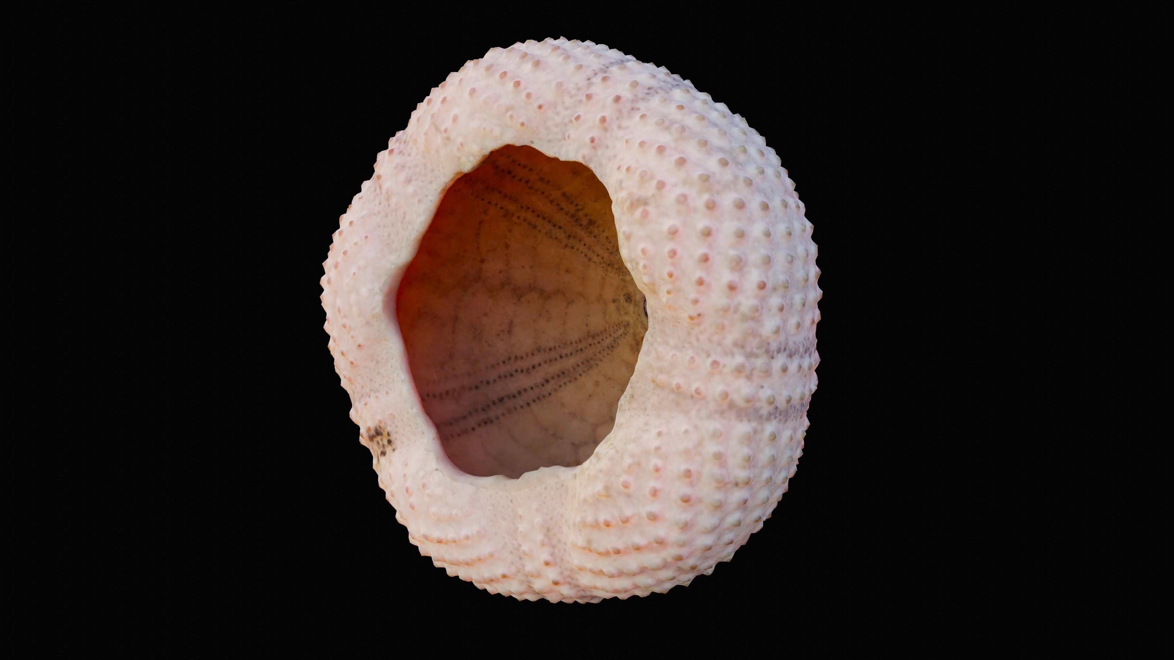 Sea Urchin Shell Low-poly 3D model_8