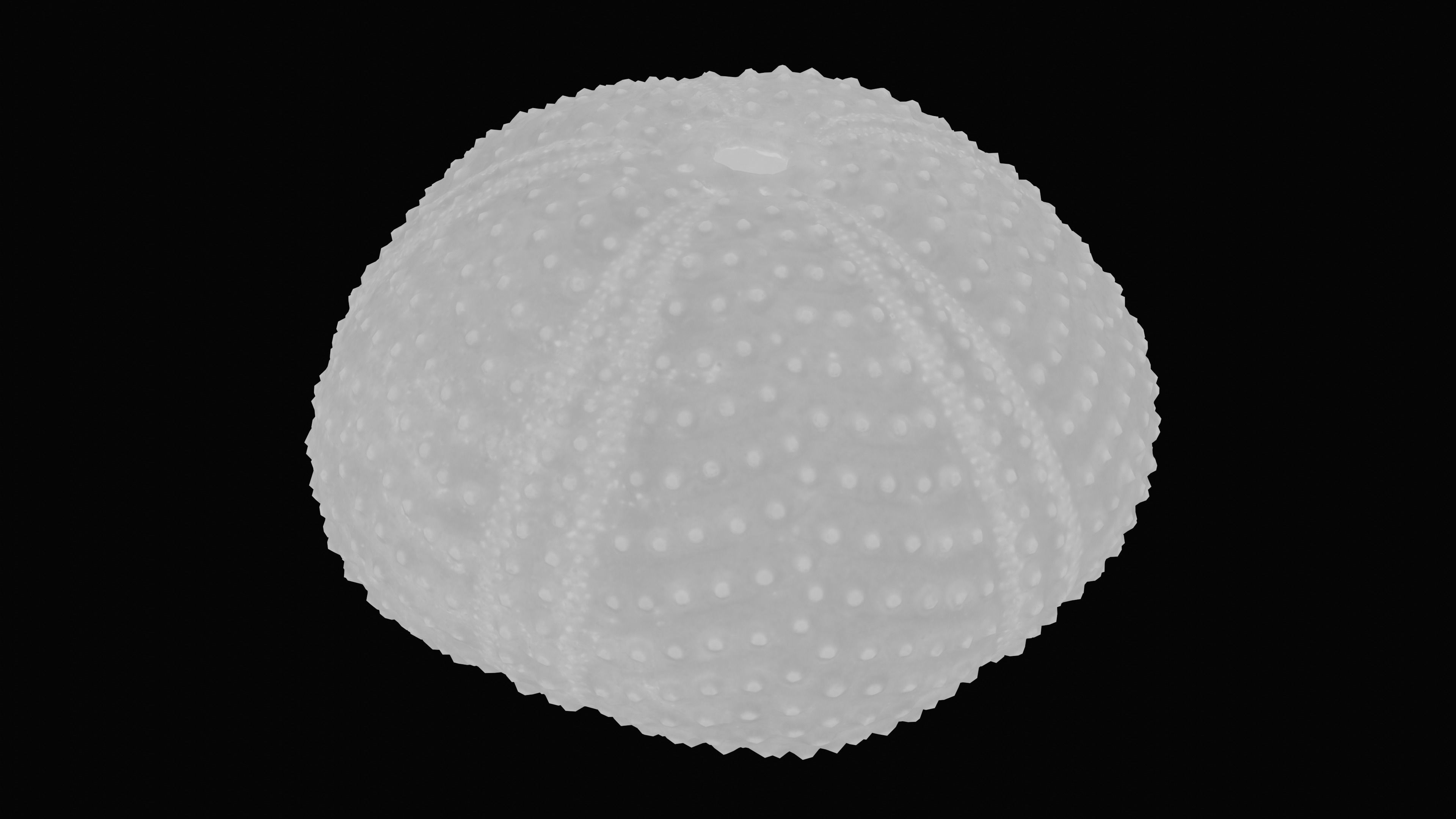 Sea Urchin Shell Low-poly 3D model_17