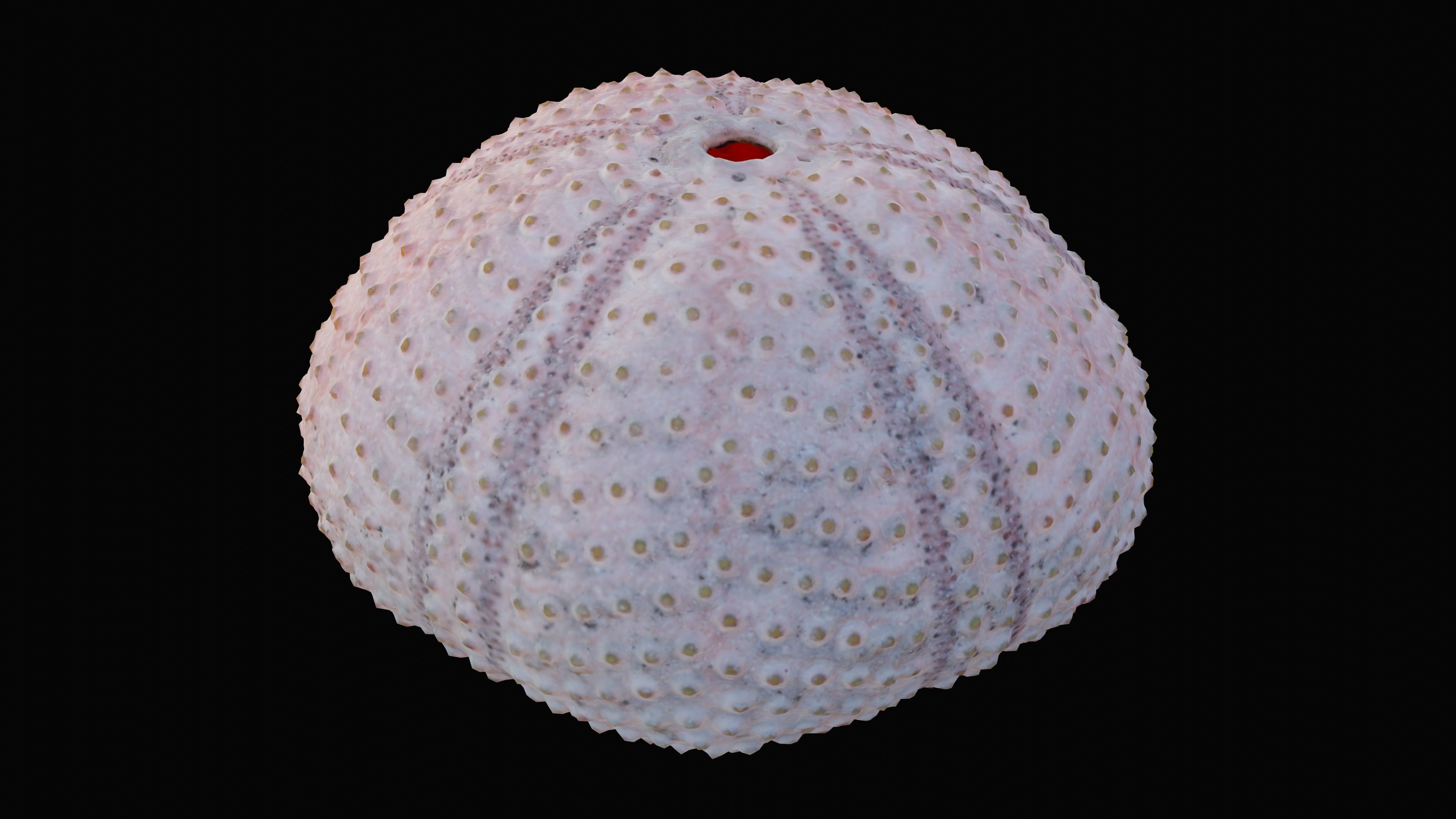Sea Urchin Shell Low-poly 3D model_9