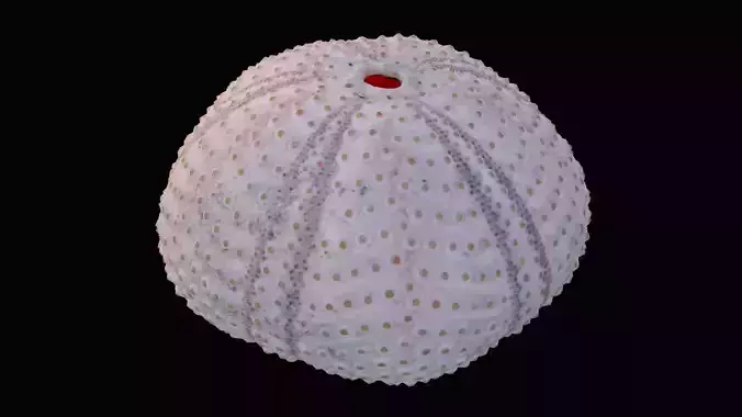 Sea Urchin Shell Low-poly 3D model
