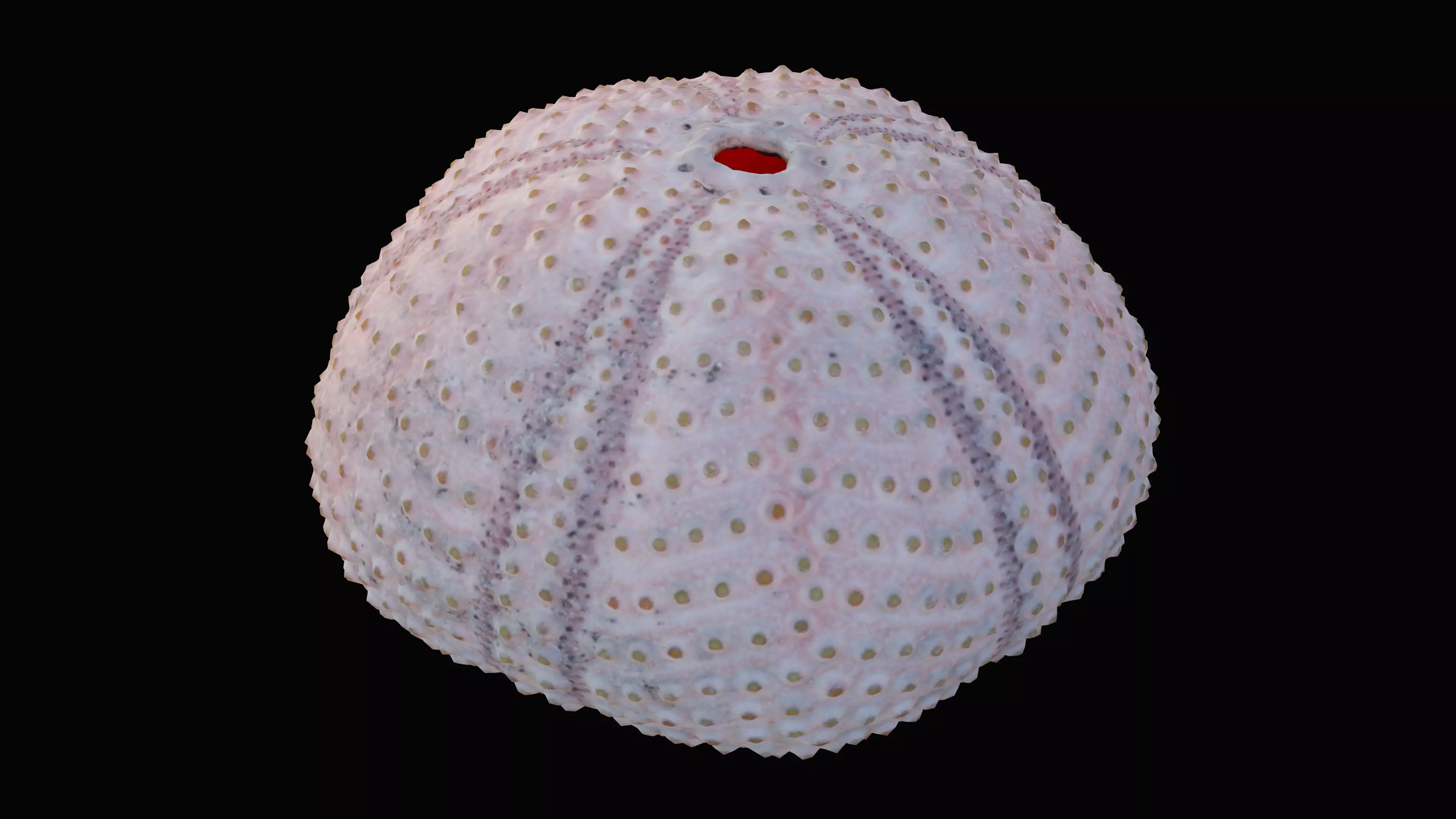 Sea Urchin Shell Low-poly 3D model_0