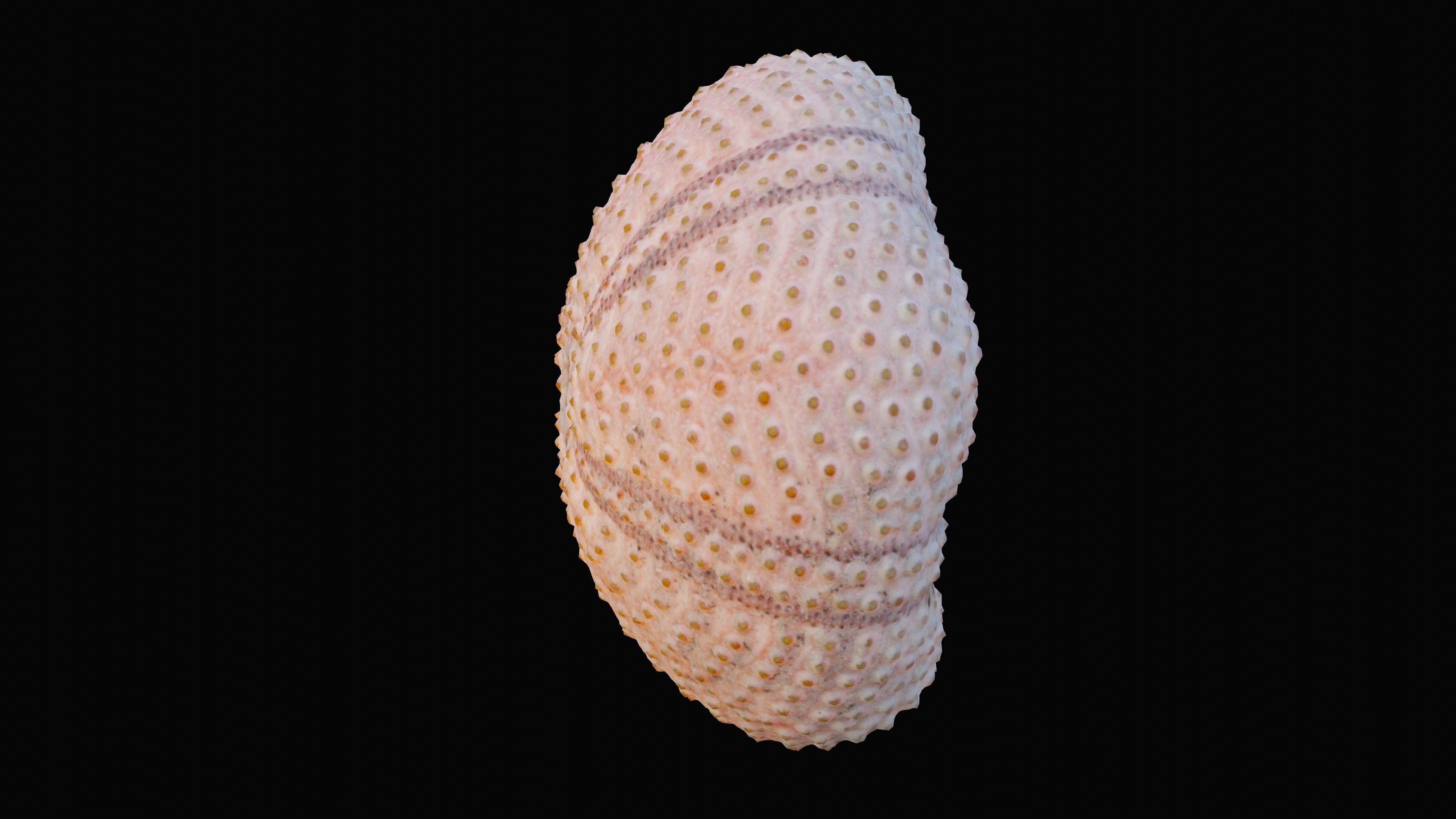 Sea Urchin Shell Low-poly 3D model_3